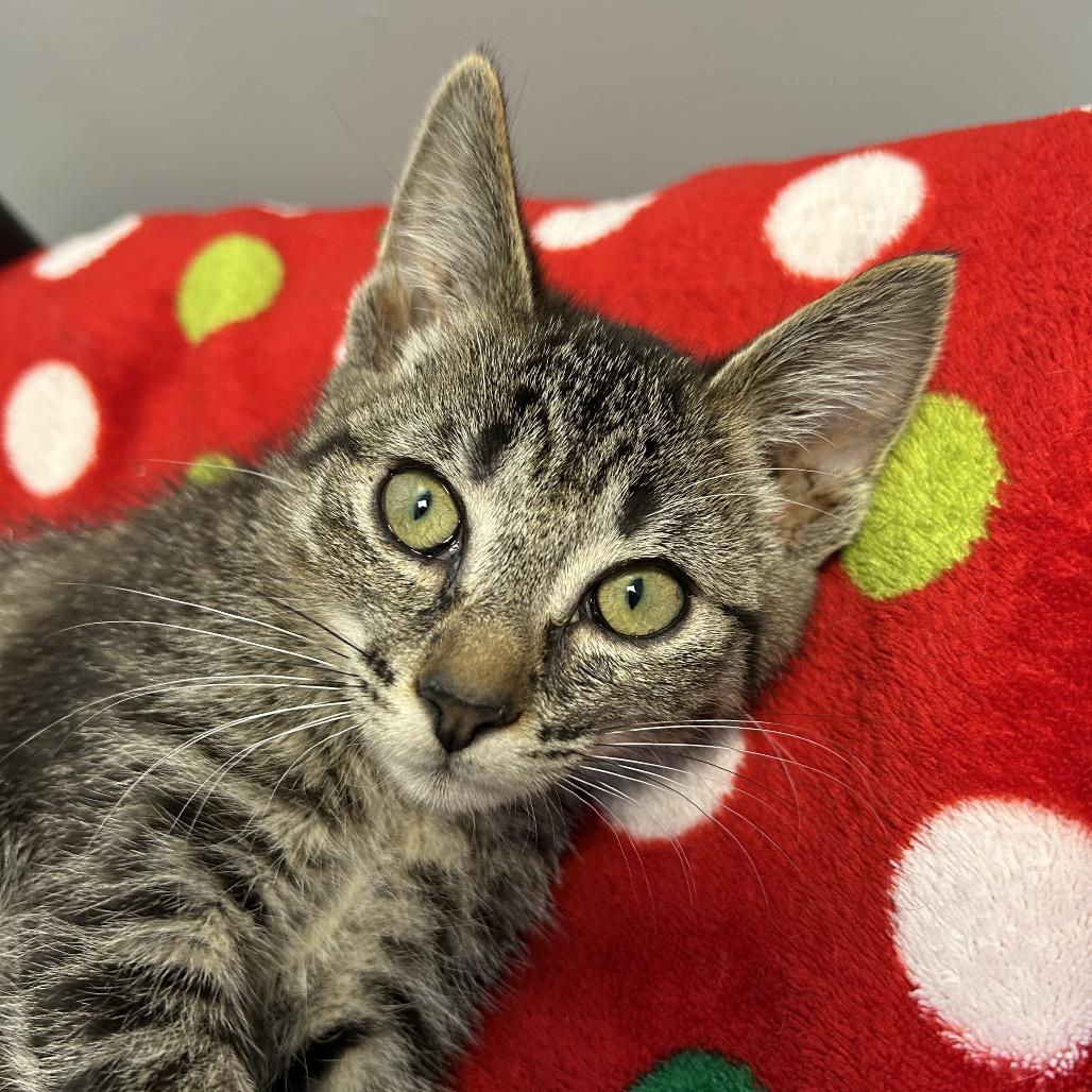 Daikin, Adoptable, Kitten Female Domestic Short Hair.