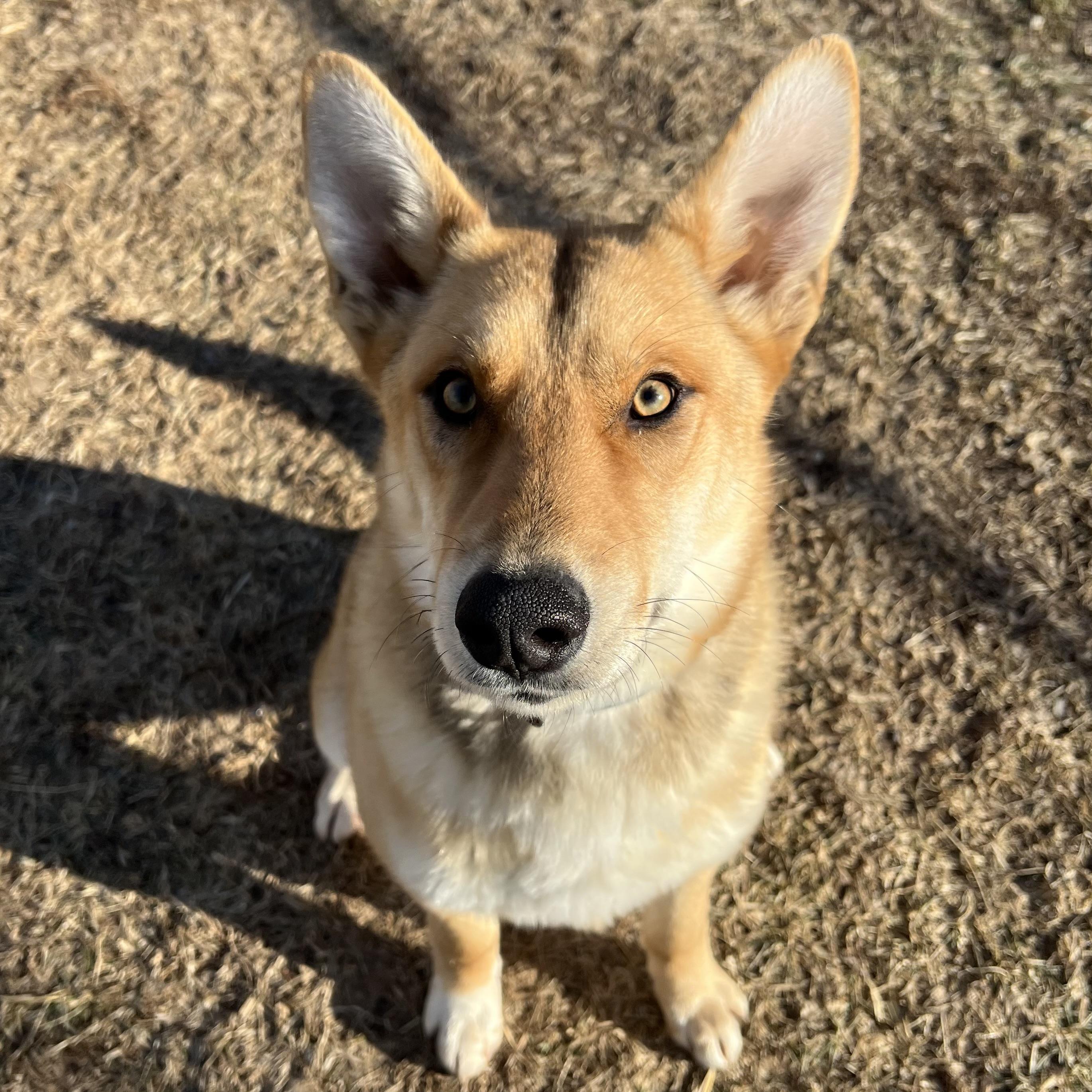 Capy **NO FEE** (Sponsored by Hawkins Chevrolet), adopted, Adult Male Shepherd.