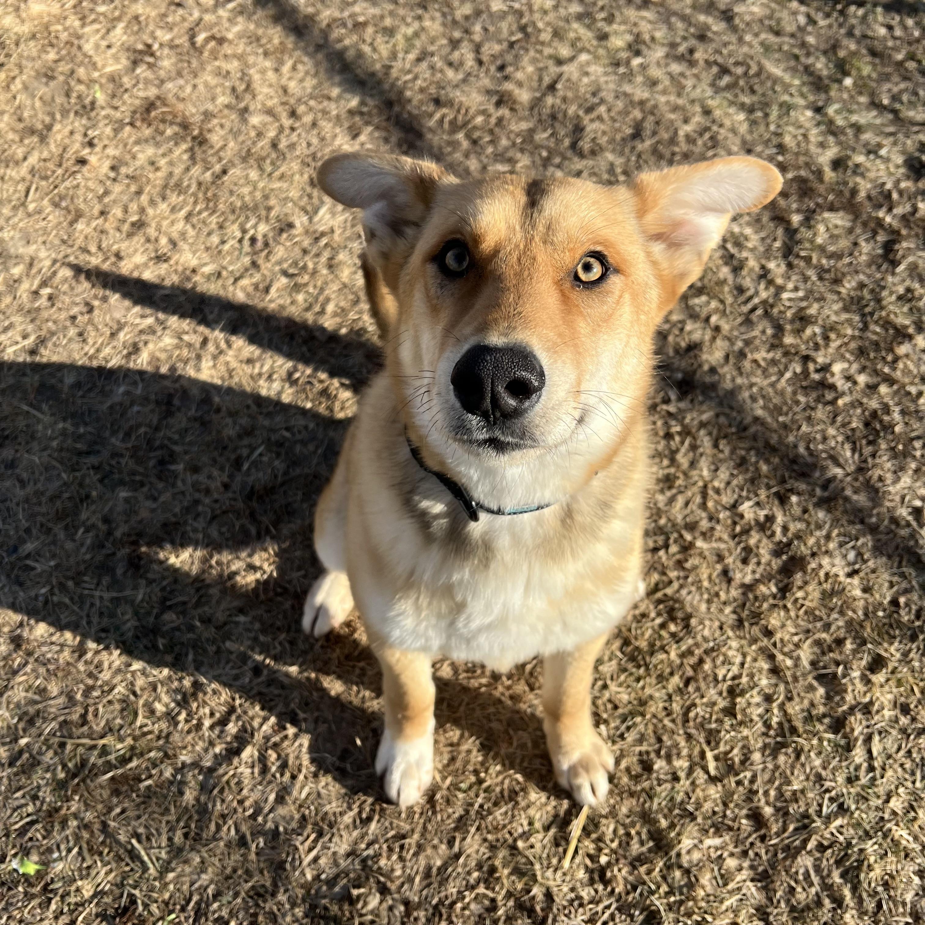 Capy **NO FEE** (Sponsored by Hawkins Chevrolet), an adopted mixed breed in Fairmont, MN image 4/6