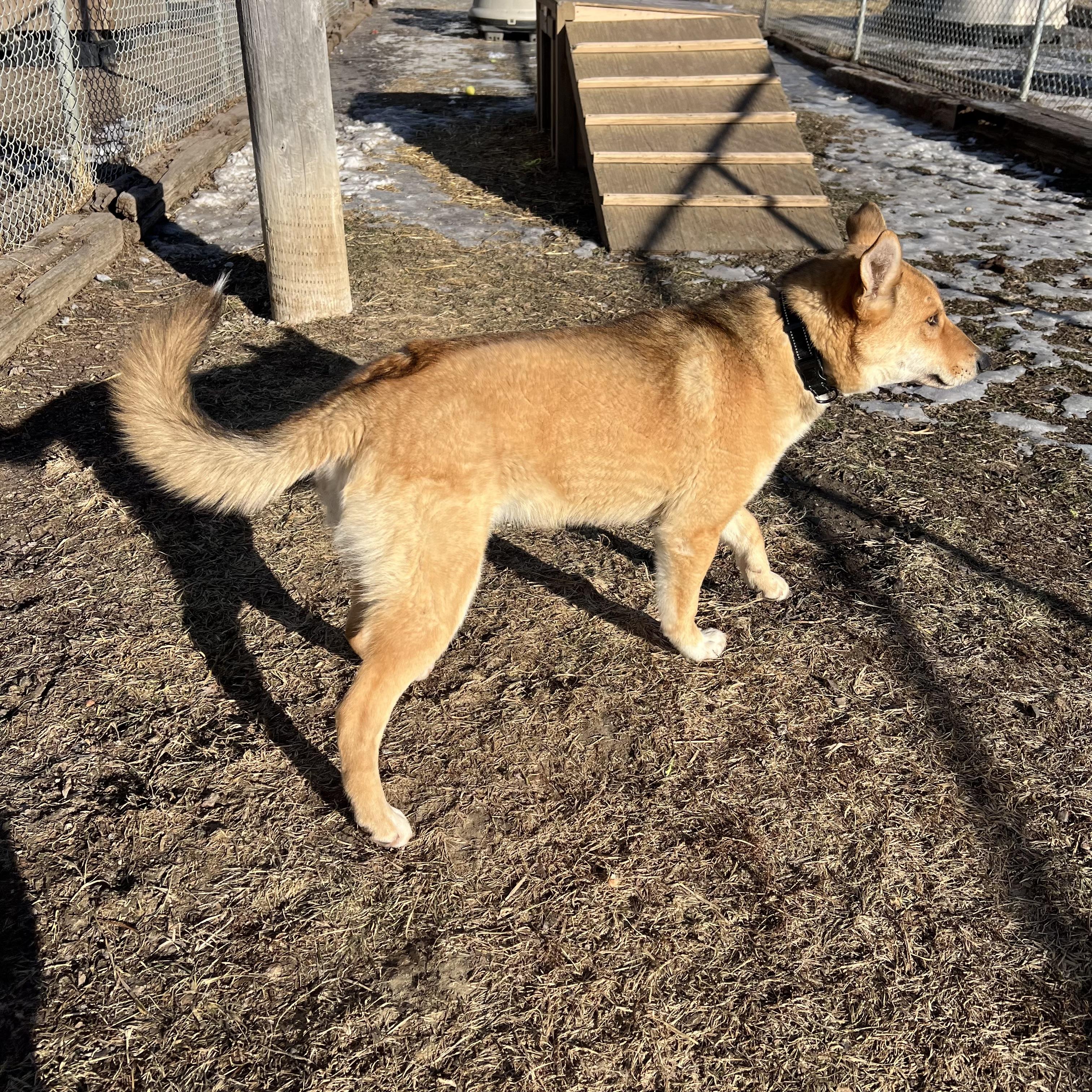 Capy **NO FEE** (Sponsored by Hawkins Chevrolet), an adopted mixed breed in Fairmont, MN image 3/6