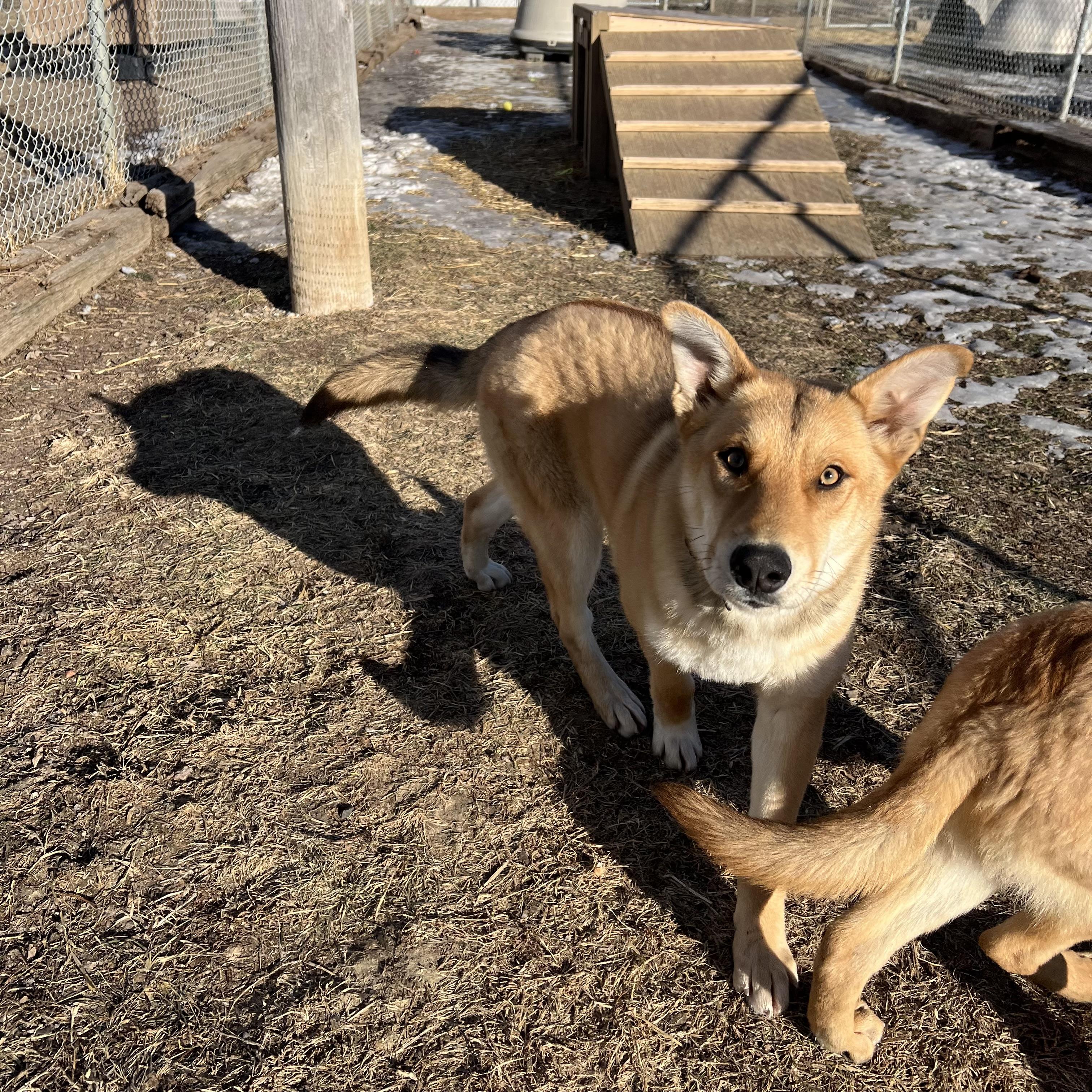 Capy **NO FEE** (Sponsored by Hawkins Chevrolet), an adopted mixed breed in Fairmont, MN image 5/6