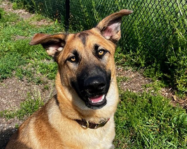 DANIEL, Adoptable, Young Male German Shepherd Dog & Siberian Husky.