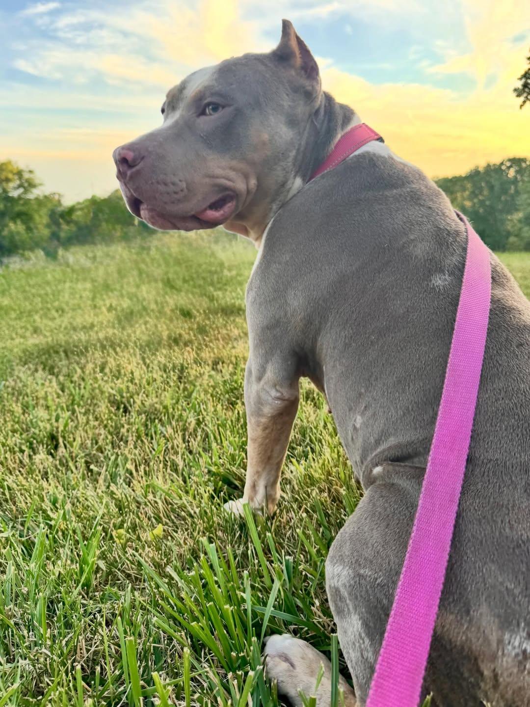Harlow, adopted, Young Female American Staffordshire Terrier.