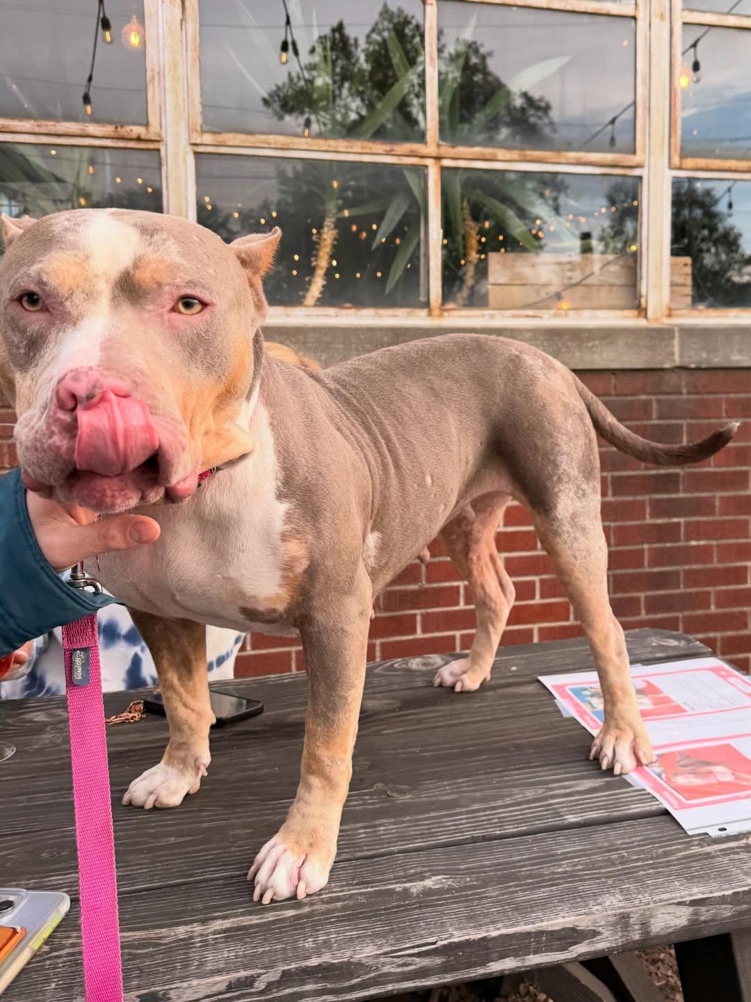 Enlarge Harlow, an adopted American Staffordshire Terrier in Detroit, MI image 5/5