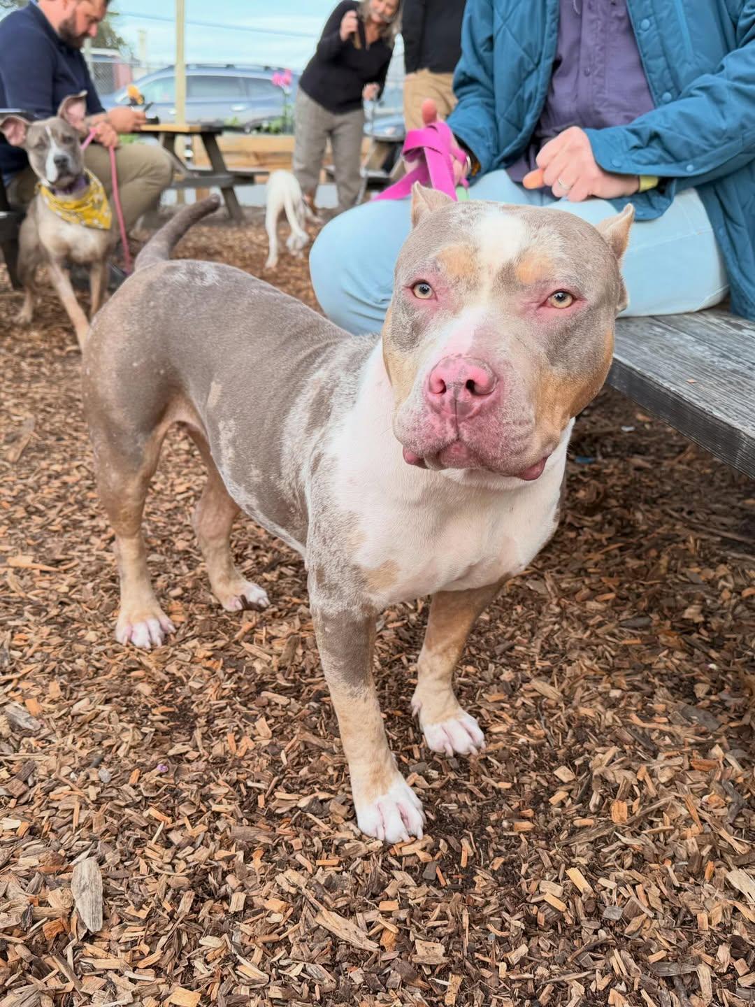 Enlarge Harlow, an adopted American Staffordshire Terrier in Detroit, MI image 2/5
