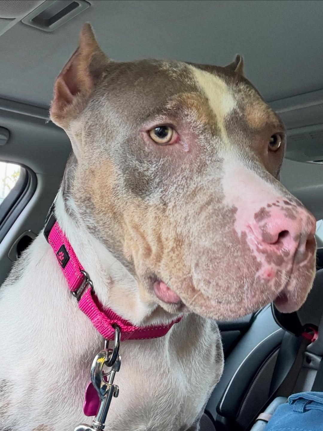 Enlarge Harlow, an adopted American Staffordshire Terrier in Detroit, MI image 3/5