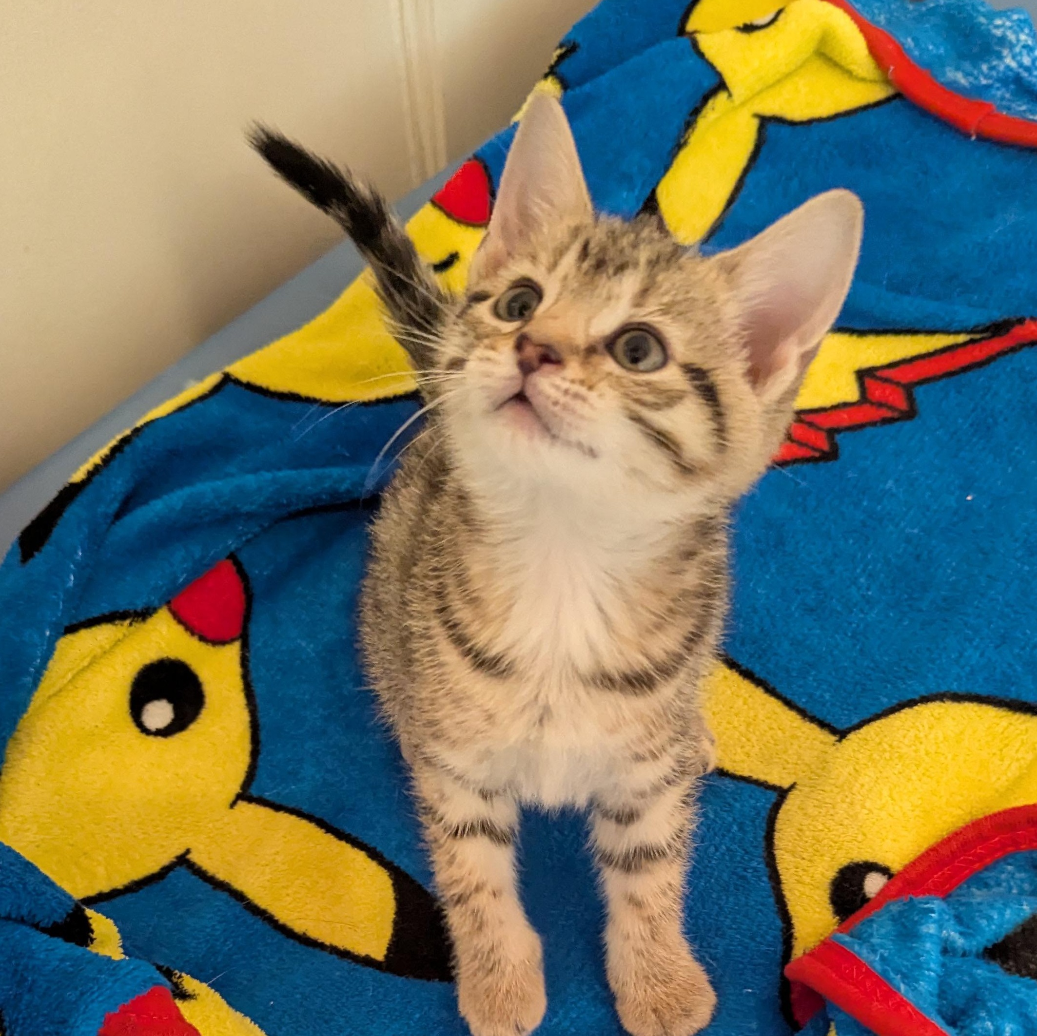 Cloud, Baby Female Tabby