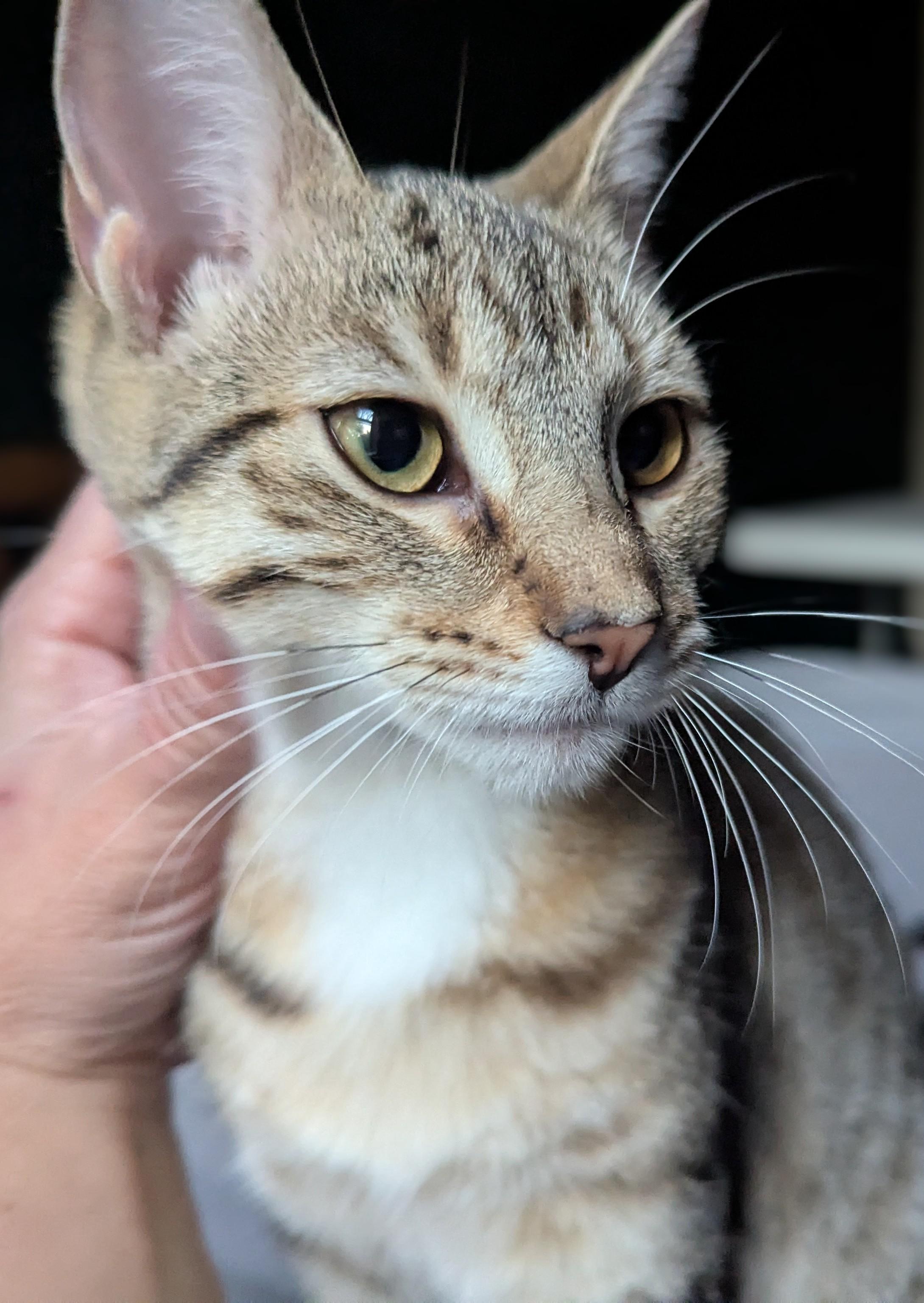 Cloud, a Adoptable Tabby in Livonia, MI image 2/5