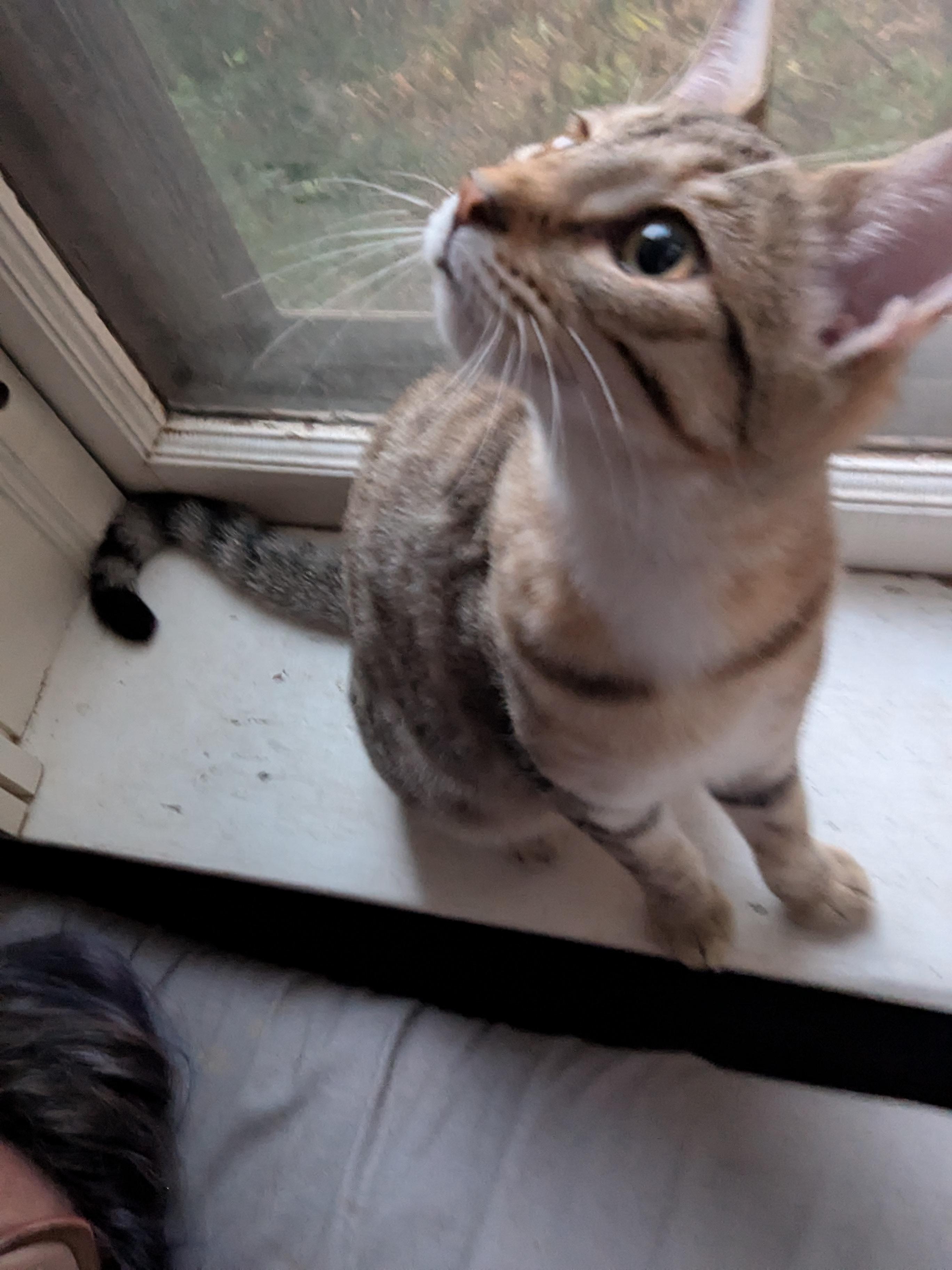 Cloud, a Adoptable Tabby in Livonia, MI image 3/5