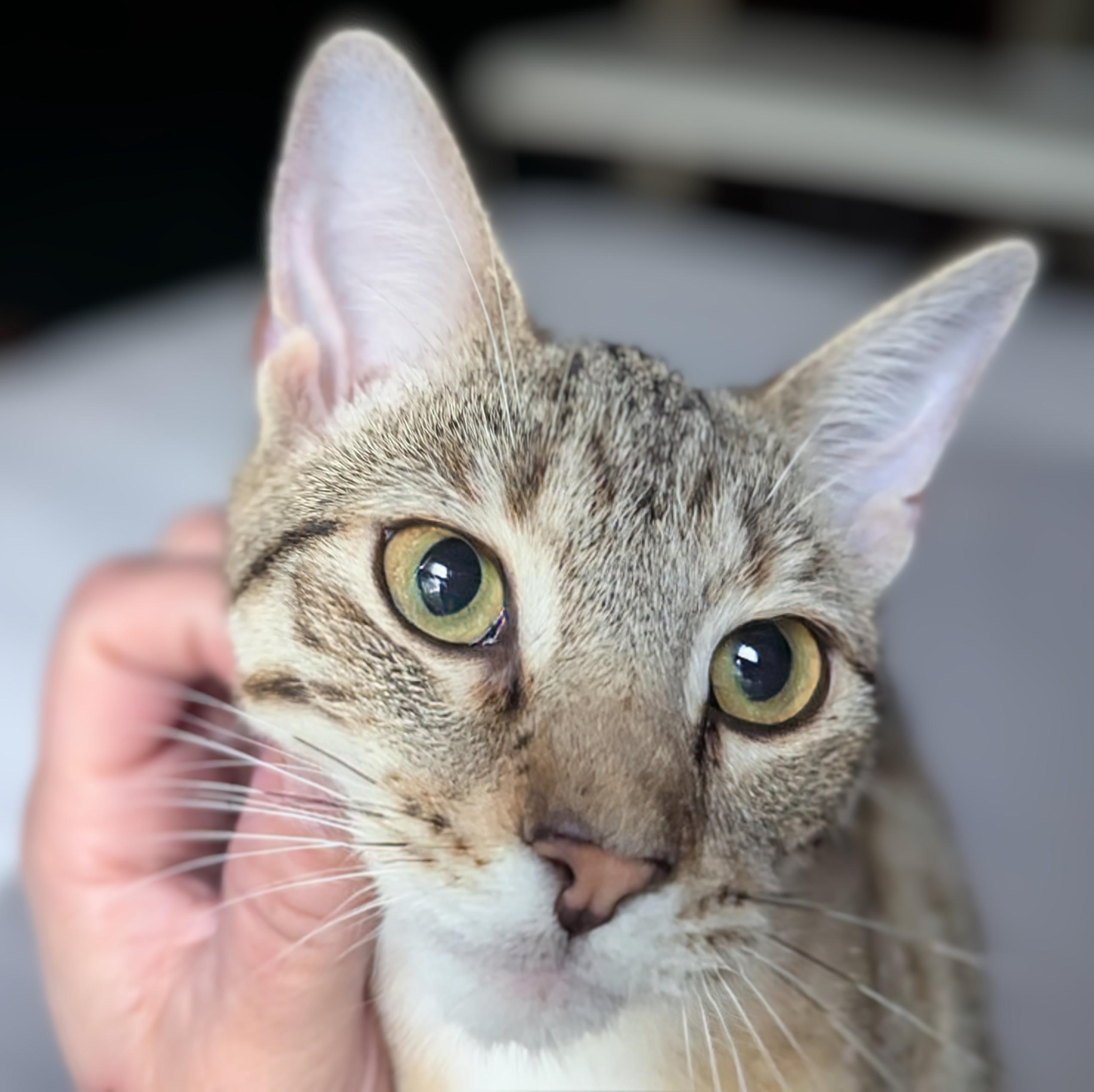 Cloud, a Adoptable Tabby in Livonia, MI image 4/5