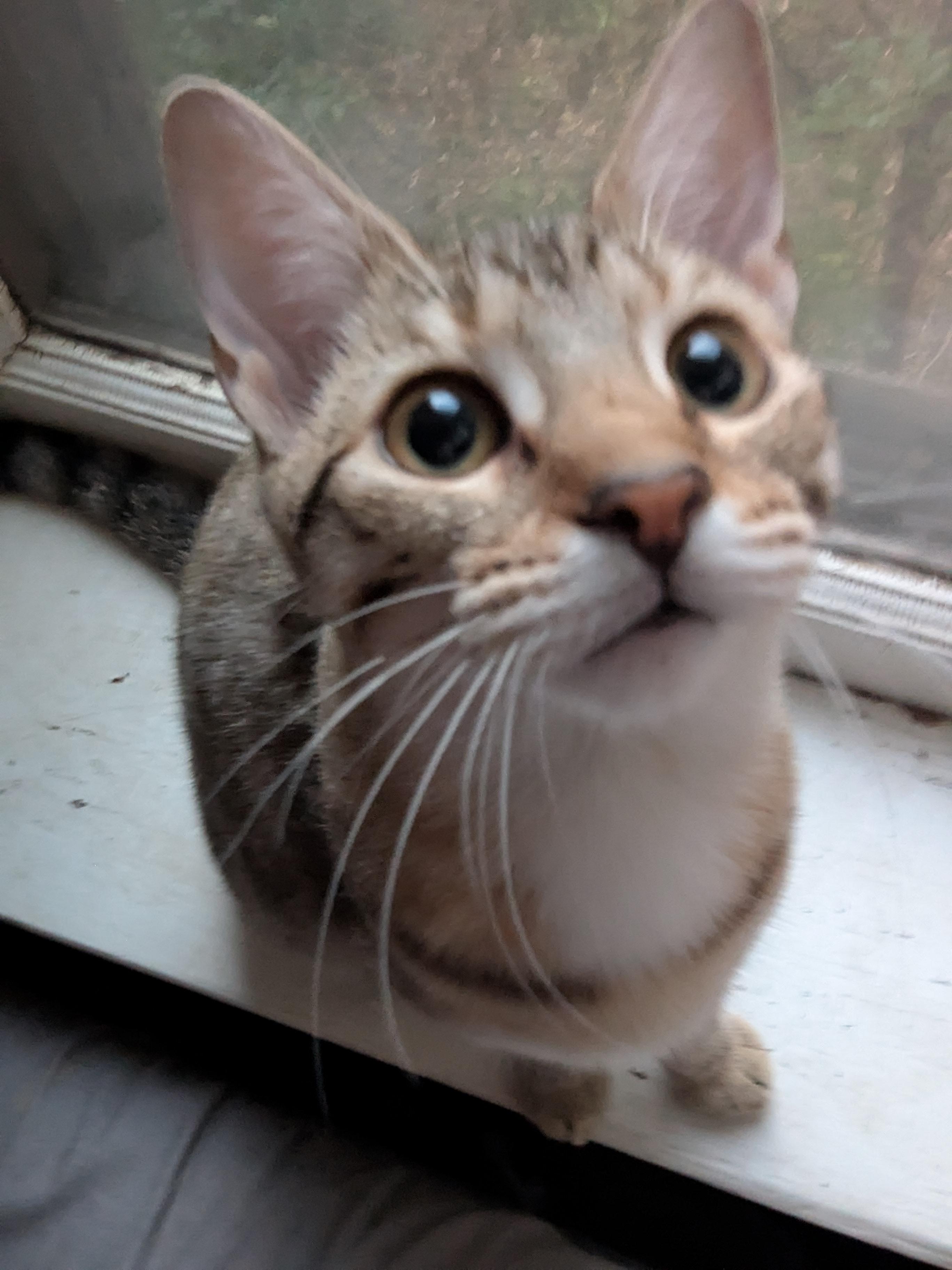 Cloud, a Adoptable Tabby in Livonia, MI image 1/5