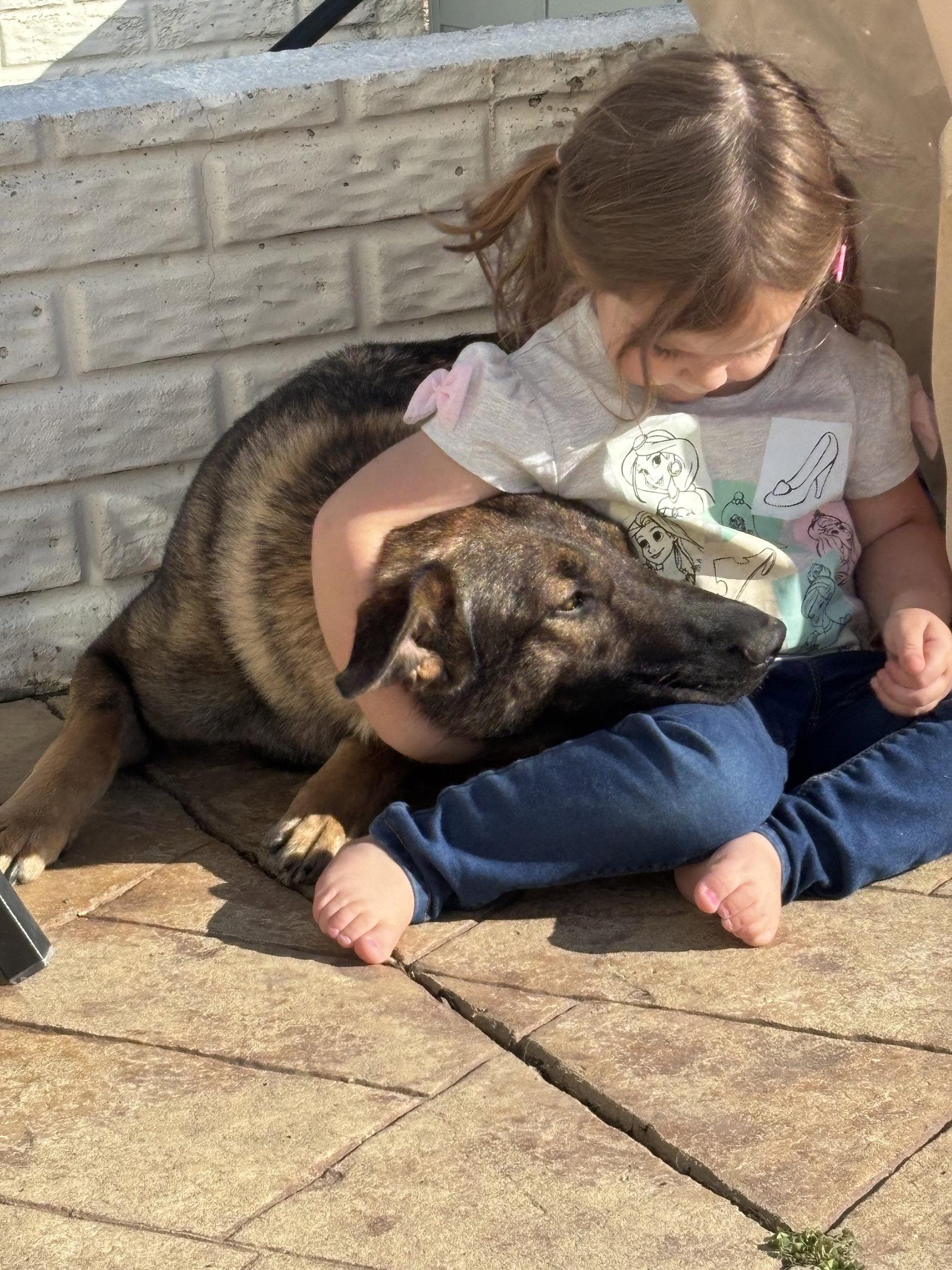 Lilith 6879, Adoptable, Adult Female German Shepherd Dog.