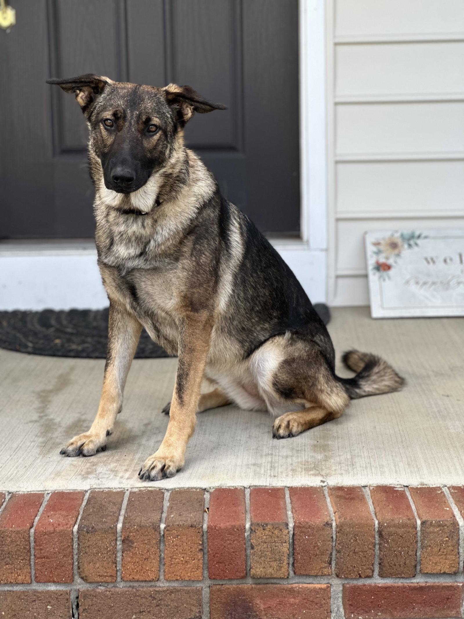 Enlarge Lilith 6879, a Adoptable German Shepherd Dog in Centreville, VA image 2/3