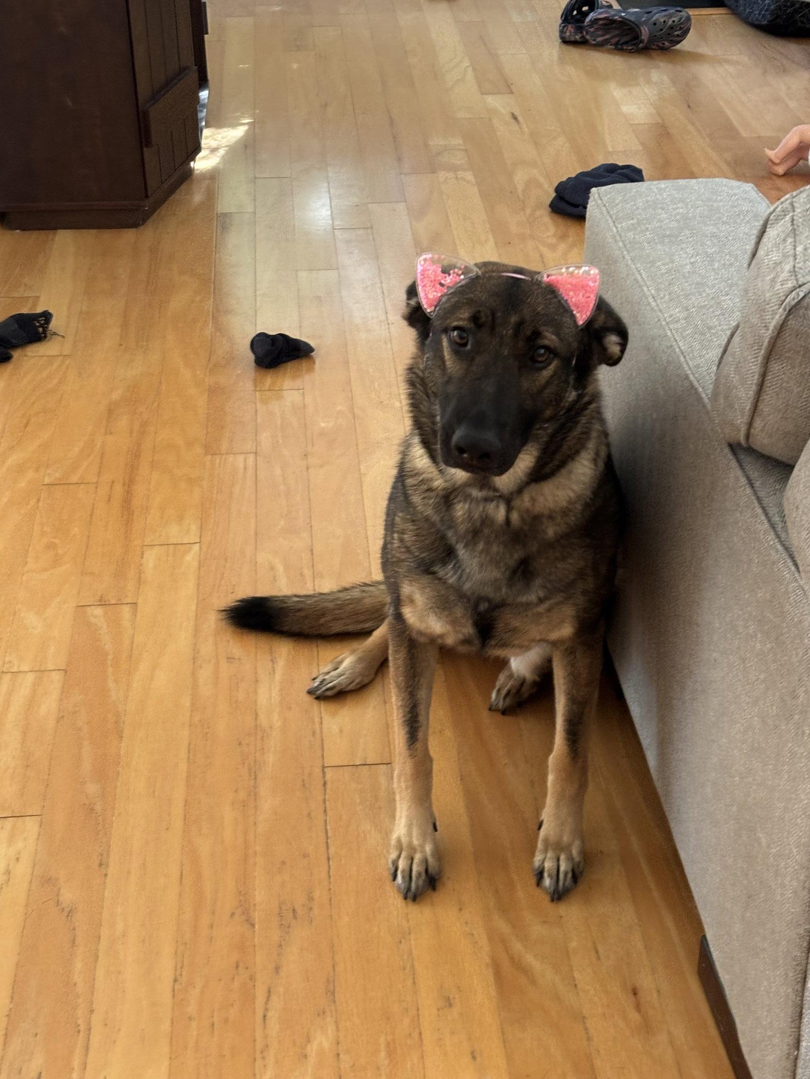 Enlarge Lilith 6879, a Adoptable German Shepherd Dog in Centreville, VA image 3/3
