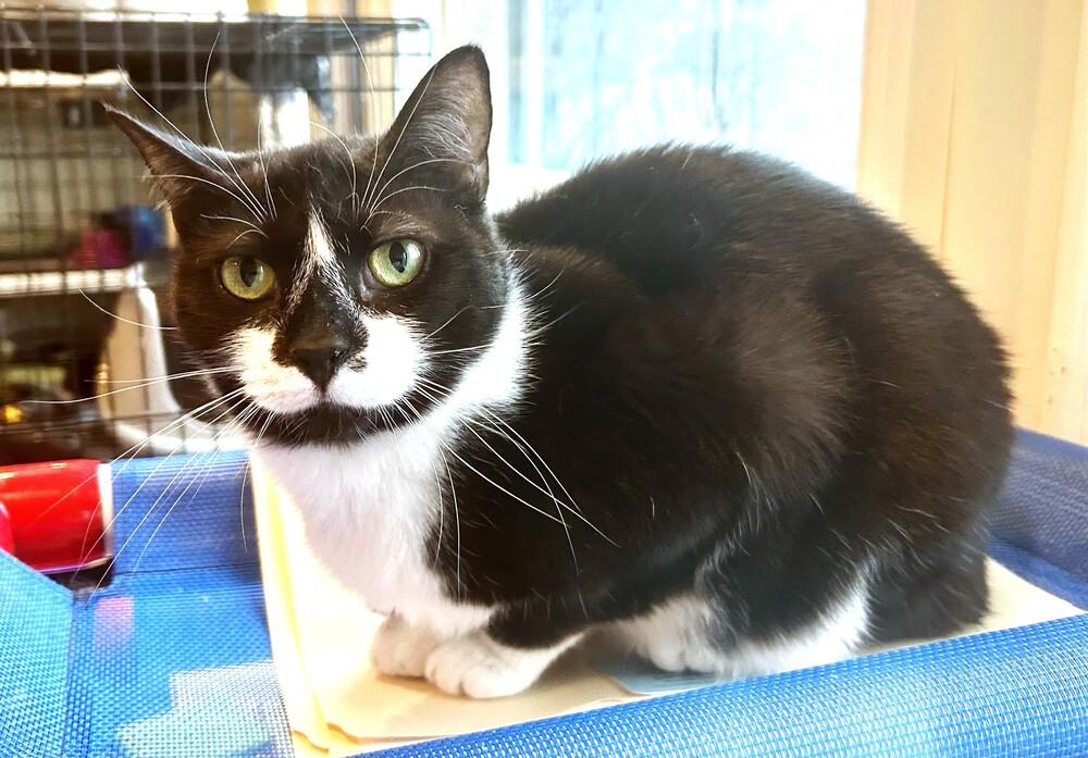 ANGELA, a Adoptable mixed breed in Mooresville, NC image 2/4
