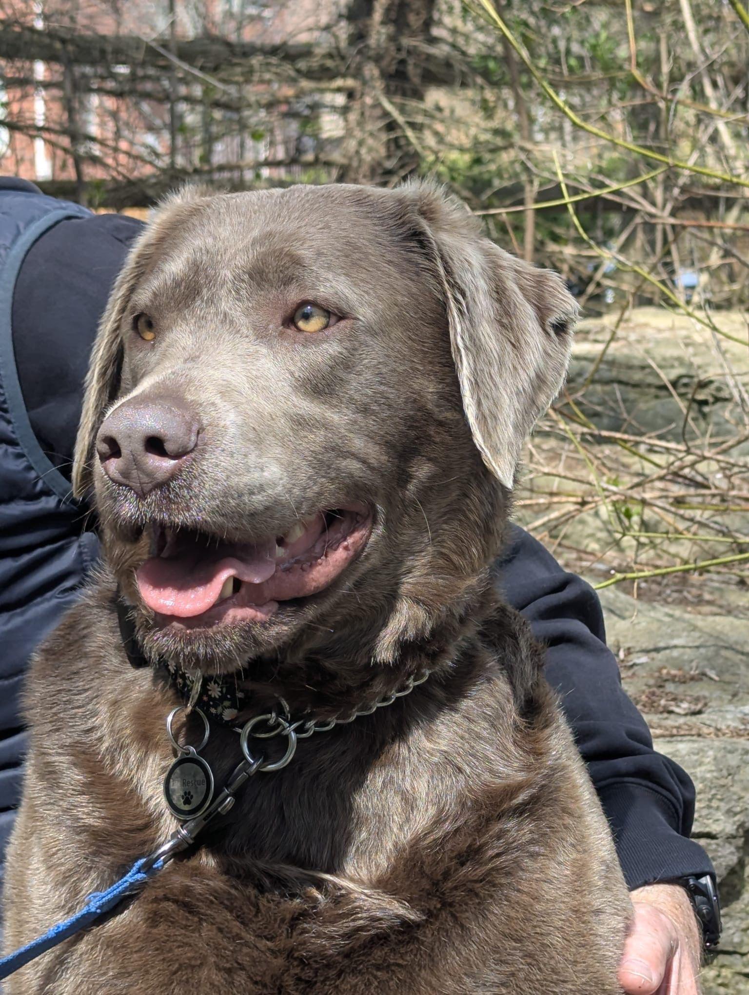 Stella, a ADOPTABLE Labrador Retriever in Oakville, ON image 3/6