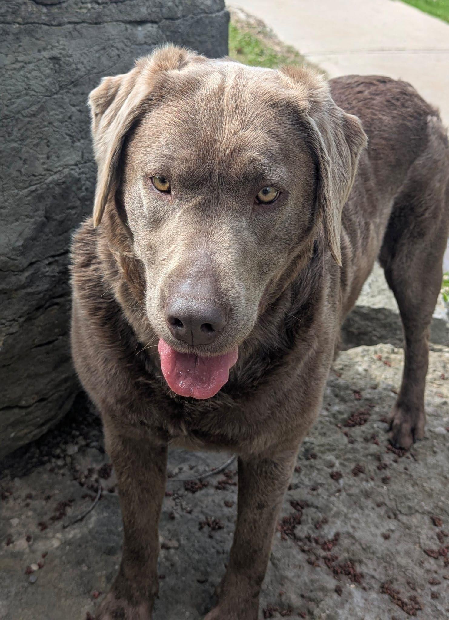 Stella, a ADOPTABLE Labrador Retriever in Oakville, ON image 2/6