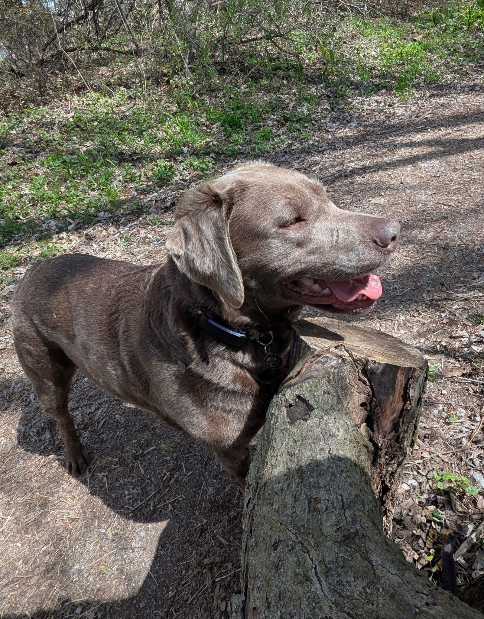 Stella, a ADOPTABLE Labrador Retriever in Oakville, ON image 6/6