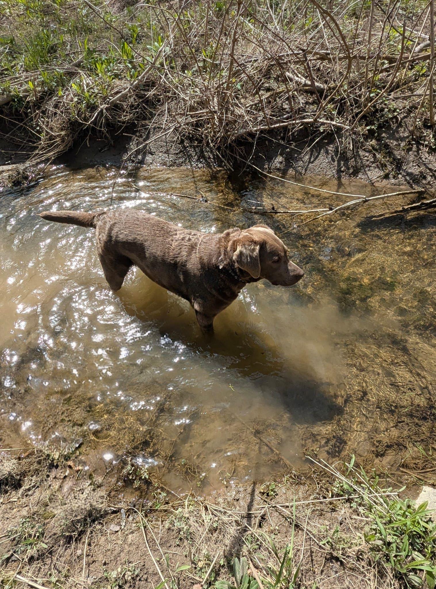 Stella, a ADOPTABLE Labrador Retriever in Oakville, ON image 5/6