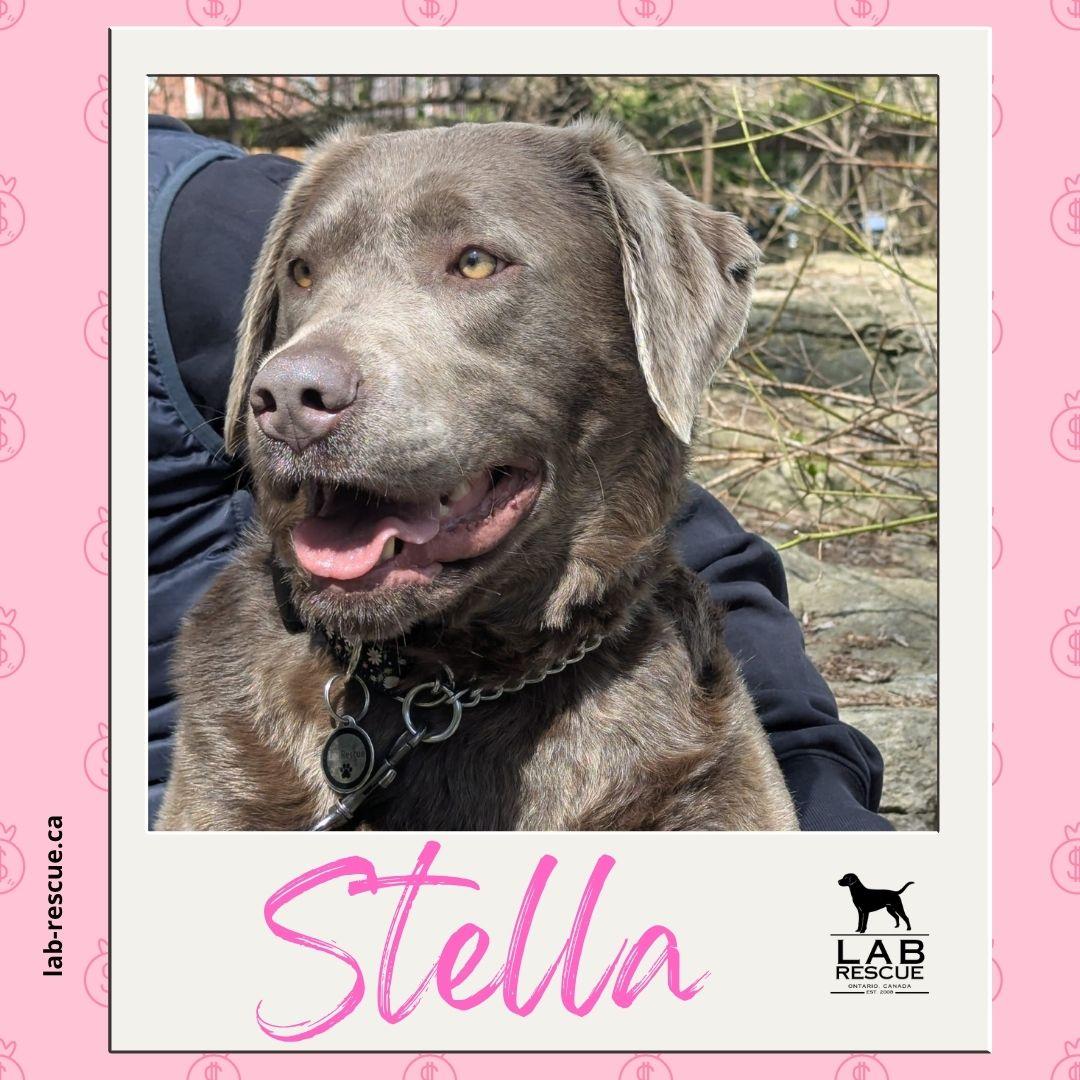 Stella, ADOPTABLE, Adult Female Labrador Retriever.