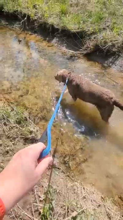 Enlarge Stella, a ADOPTABLE Labrador Retriever in Oakville, ON video 4/6