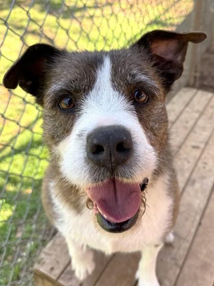 Gia, Adoptable, Adult Female Terrier & Mixed Breed.