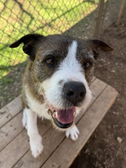 Enlarge Gia, a Adoptable mixed breed in Cumming, GA image 2/3