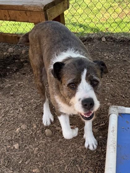 Enlarge Gia, a Adoptable mixed breed in Cumming, GA image 3/3