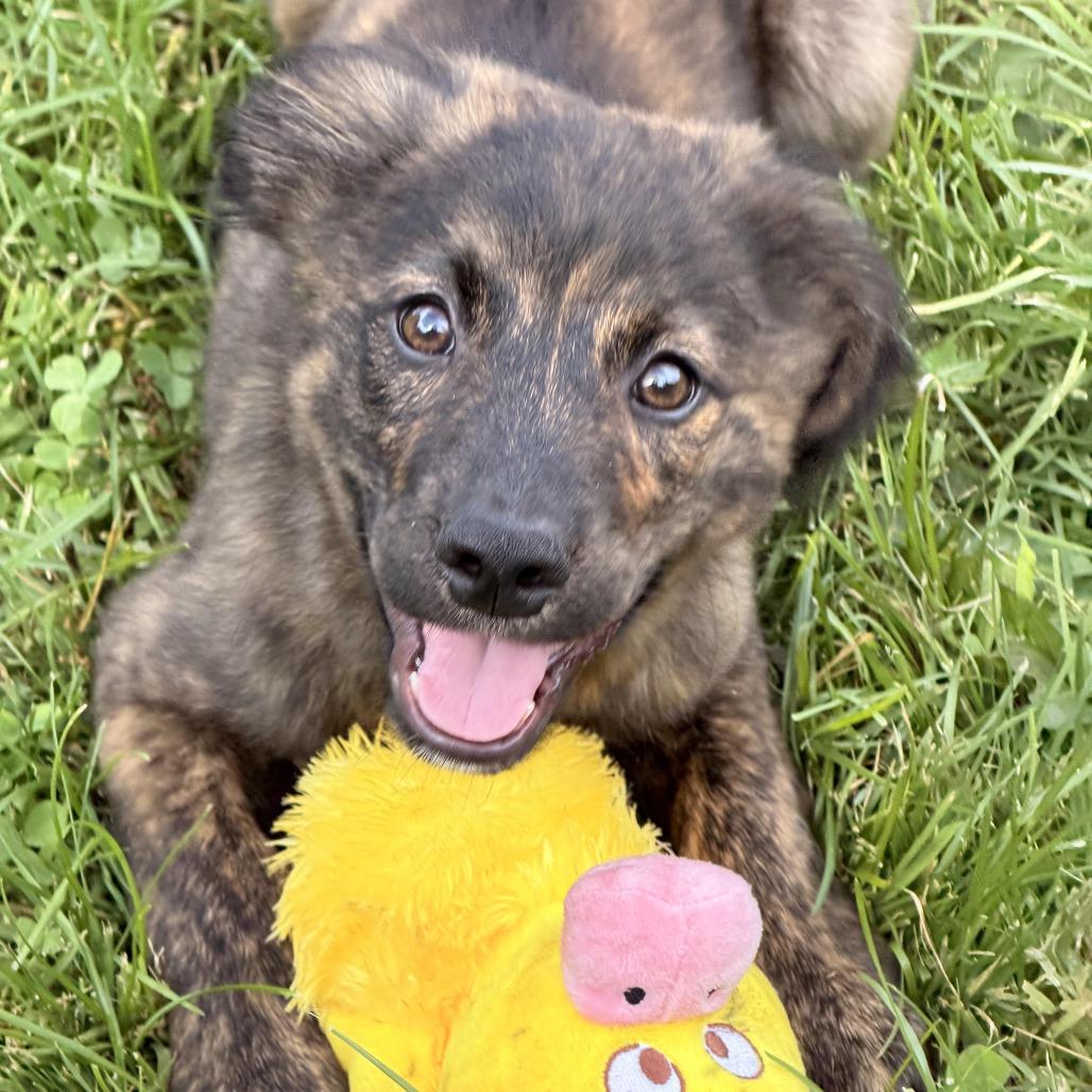 Enlarge Jupiter, a Adoptable mixed breed in Sparta, NJ image 2/6