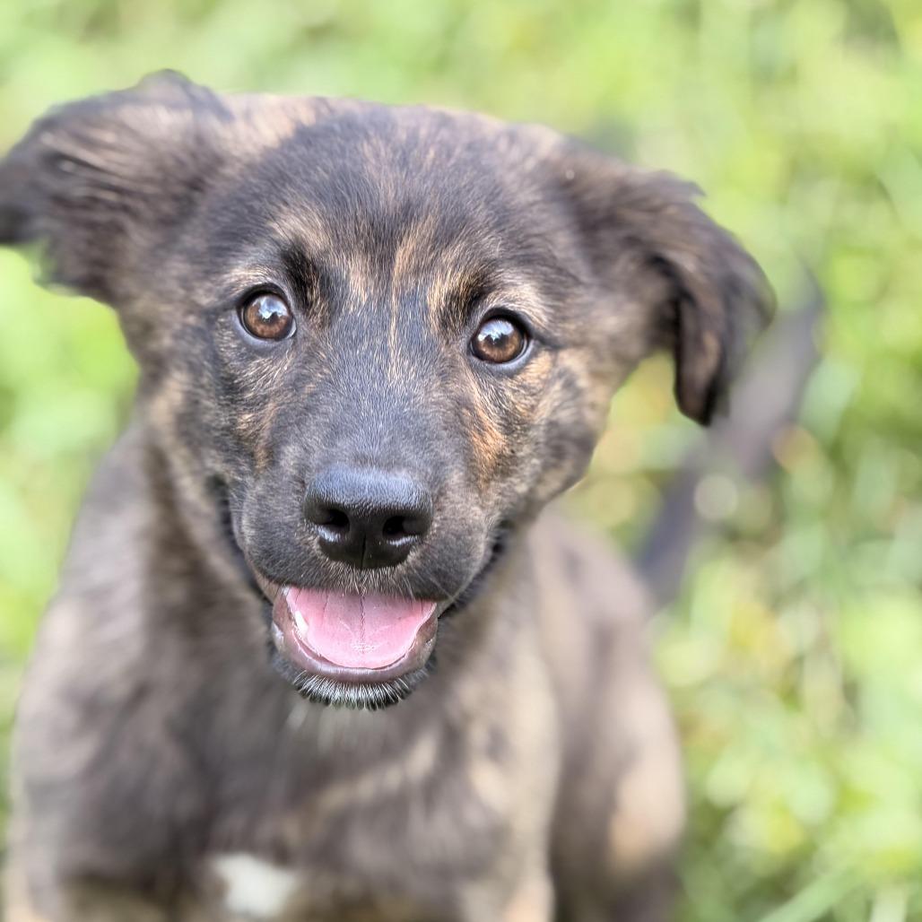 Enlarge Jupiter, a Adoptable mixed breed in Sparta, NJ image 3/6