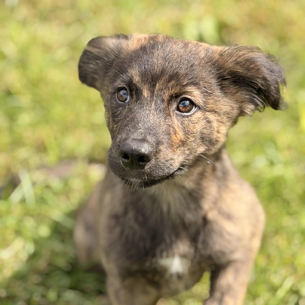 Enlarge Jupiter, a Adoptable mixed breed in Sparta, NJ image 4/6