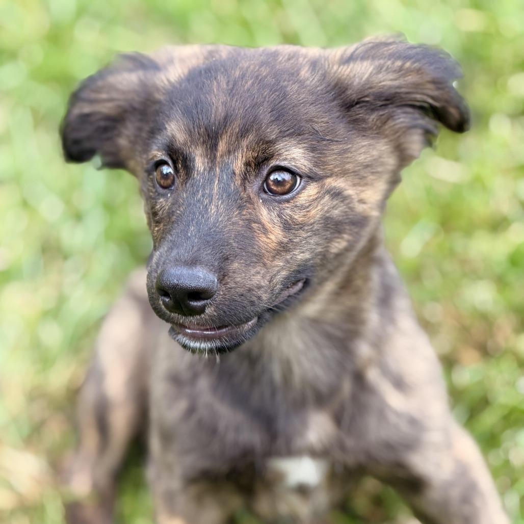 Enlarge Jupiter, a Adoptable mixed breed in Sparta, NJ image 5/6