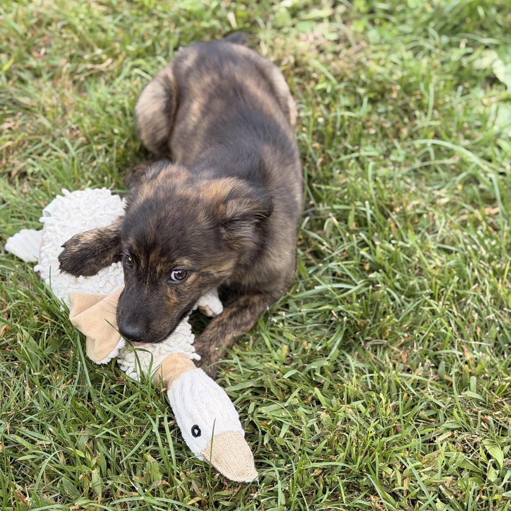 Enlarge Jupiter, a Adoptable mixed breed in Sparta, NJ image 6/6