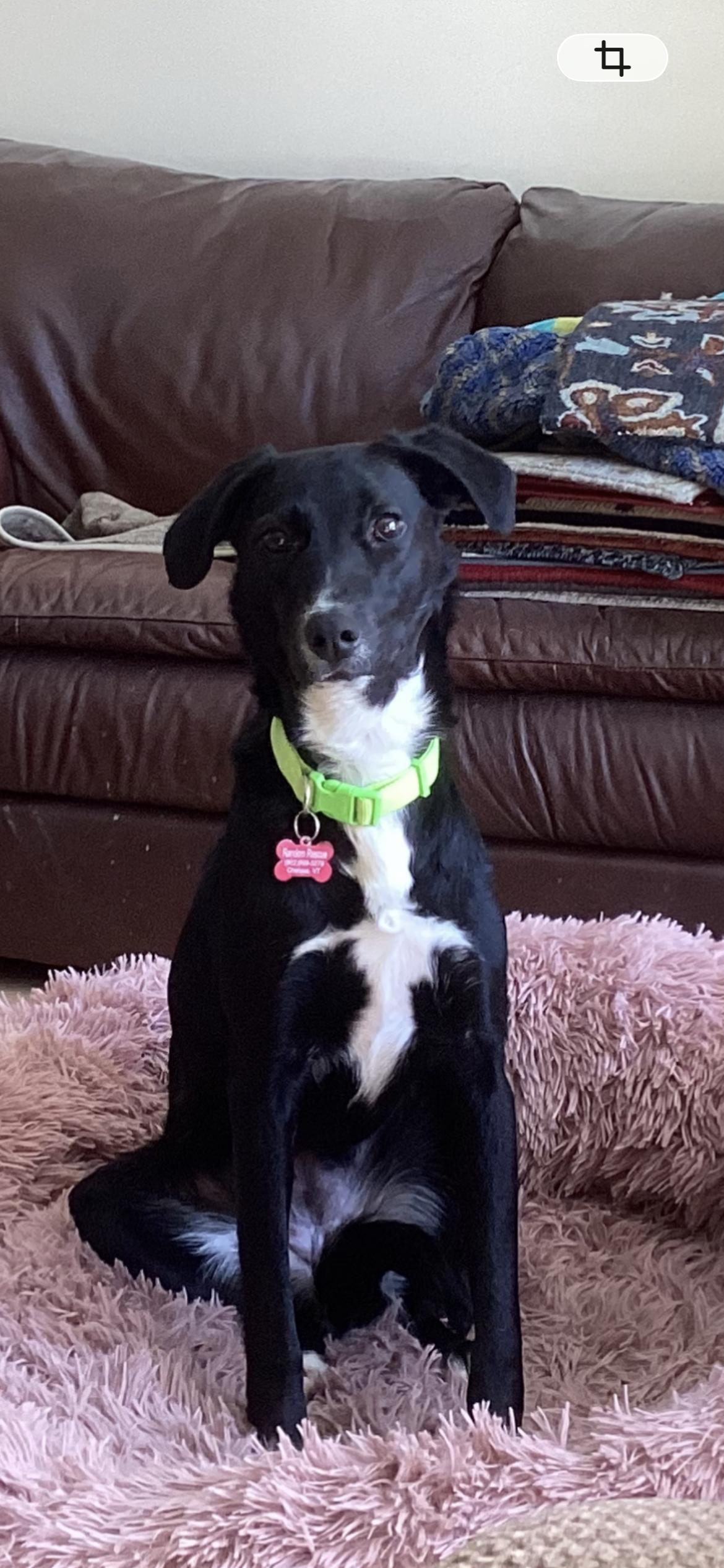 Enlarge Sharpie, a ADOPTABLE mixed breed in Chelsea, VT image 1/4