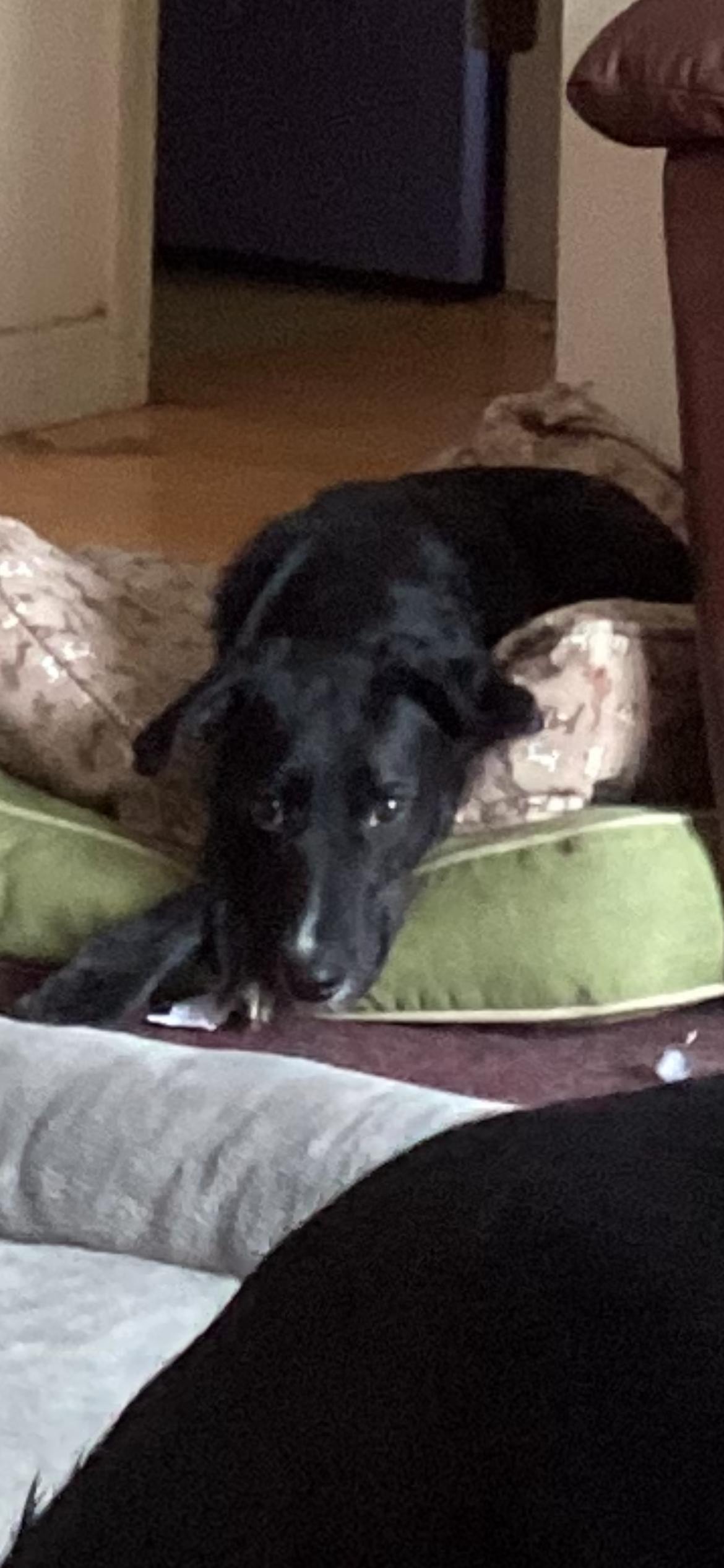 Enlarge Sharpie, a ADOPTABLE mixed breed in Chelsea, VT image 4/4