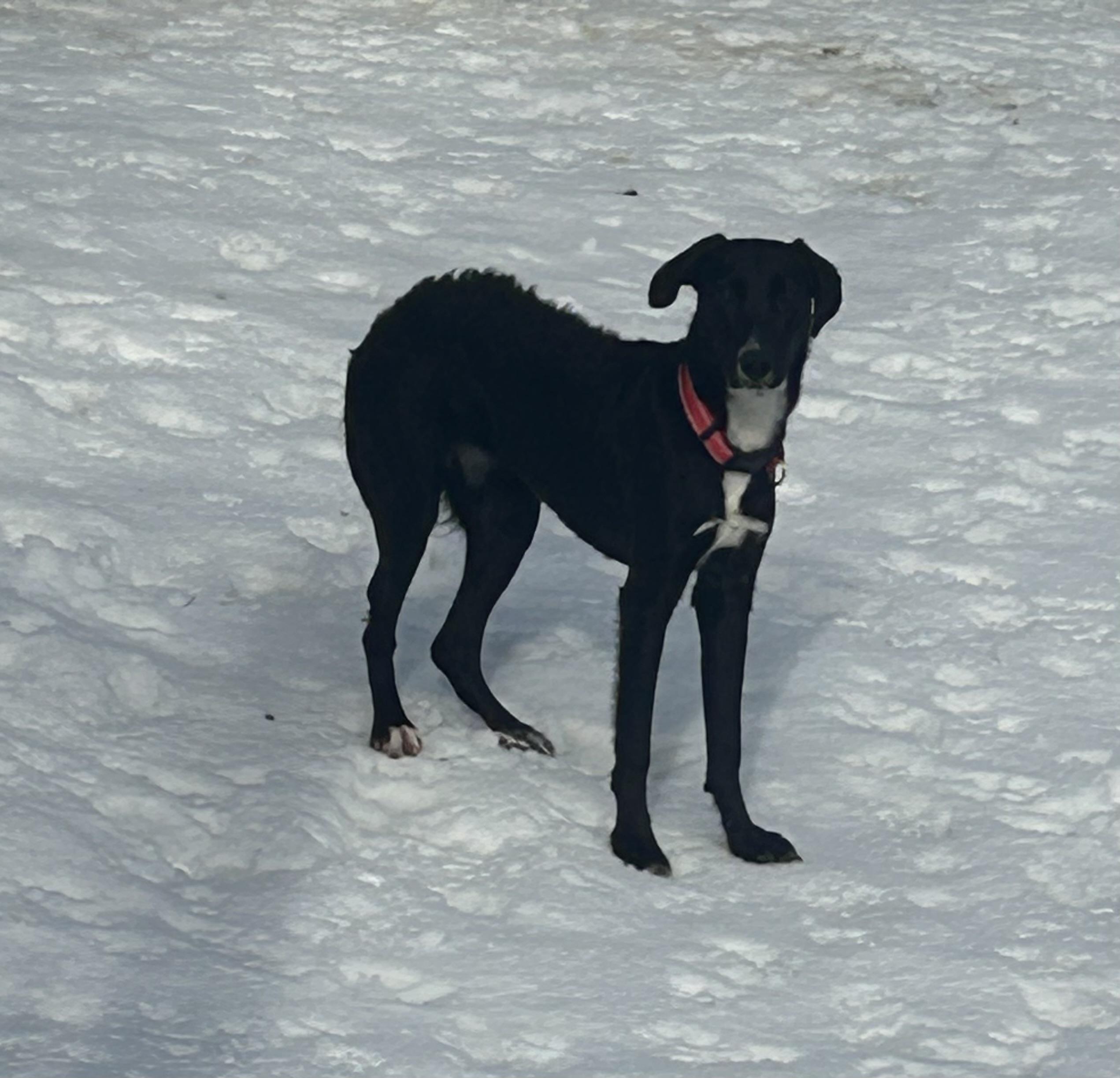 Enlarge Sharpie, a ADOPTABLE mixed breed in Chelsea, VT image 2/2