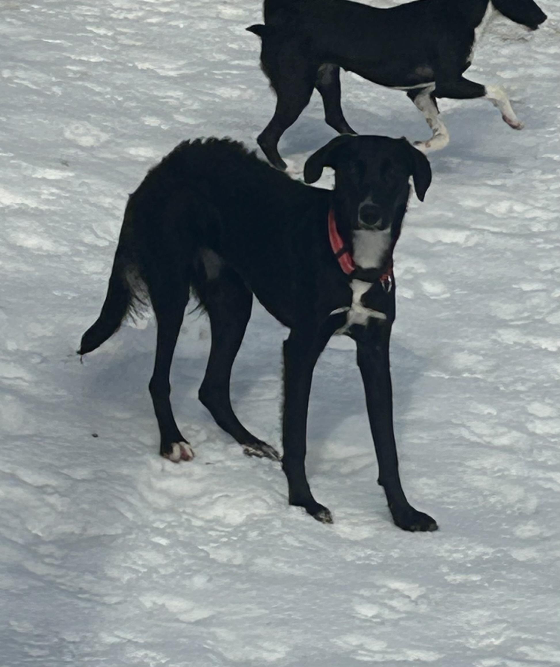 Enlarge Sharpie, a ADOPTABLE mixed breed in Chelsea, VT image 1/2
