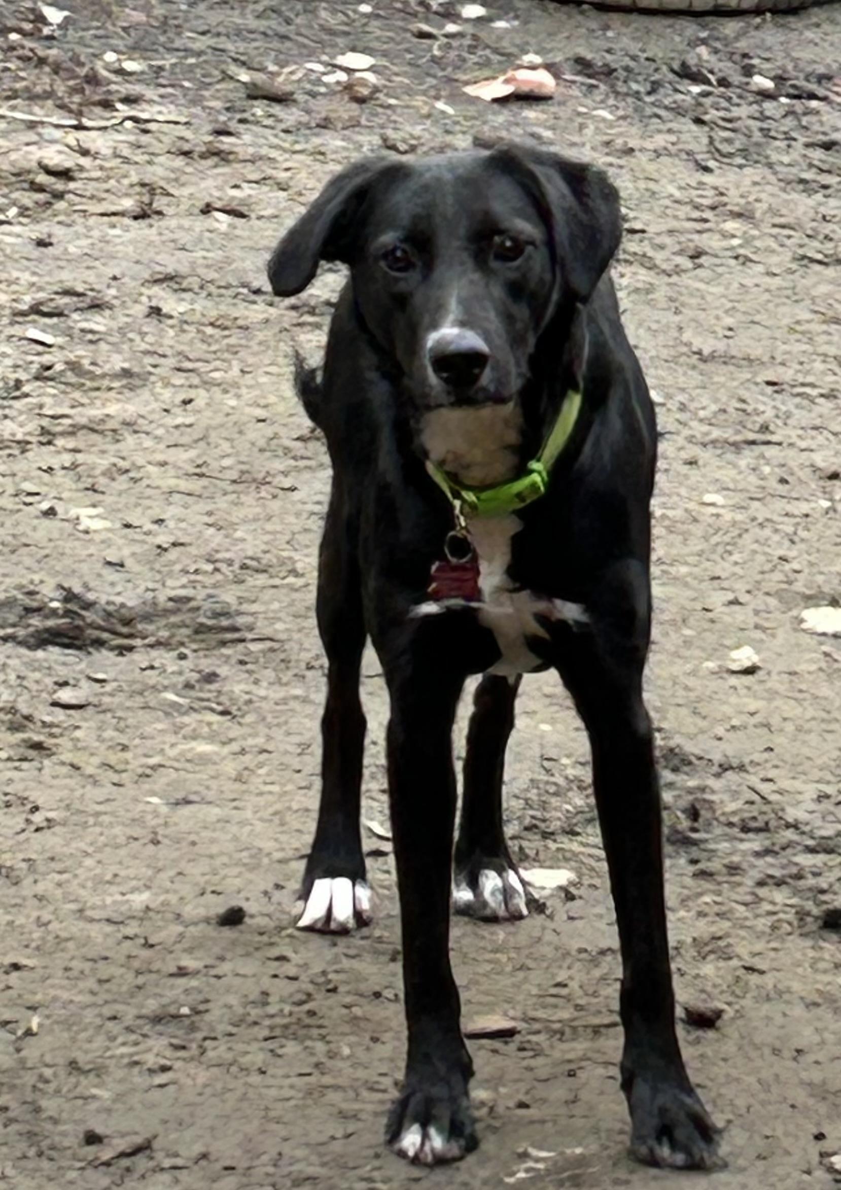 Enlarge Sharpie, a ADOPTABLE mixed breed in Chelsea, VT image 5/5