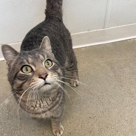 Enlarge Billy, an adopted Domestic Short Hair in Rochester, MN image 2/2