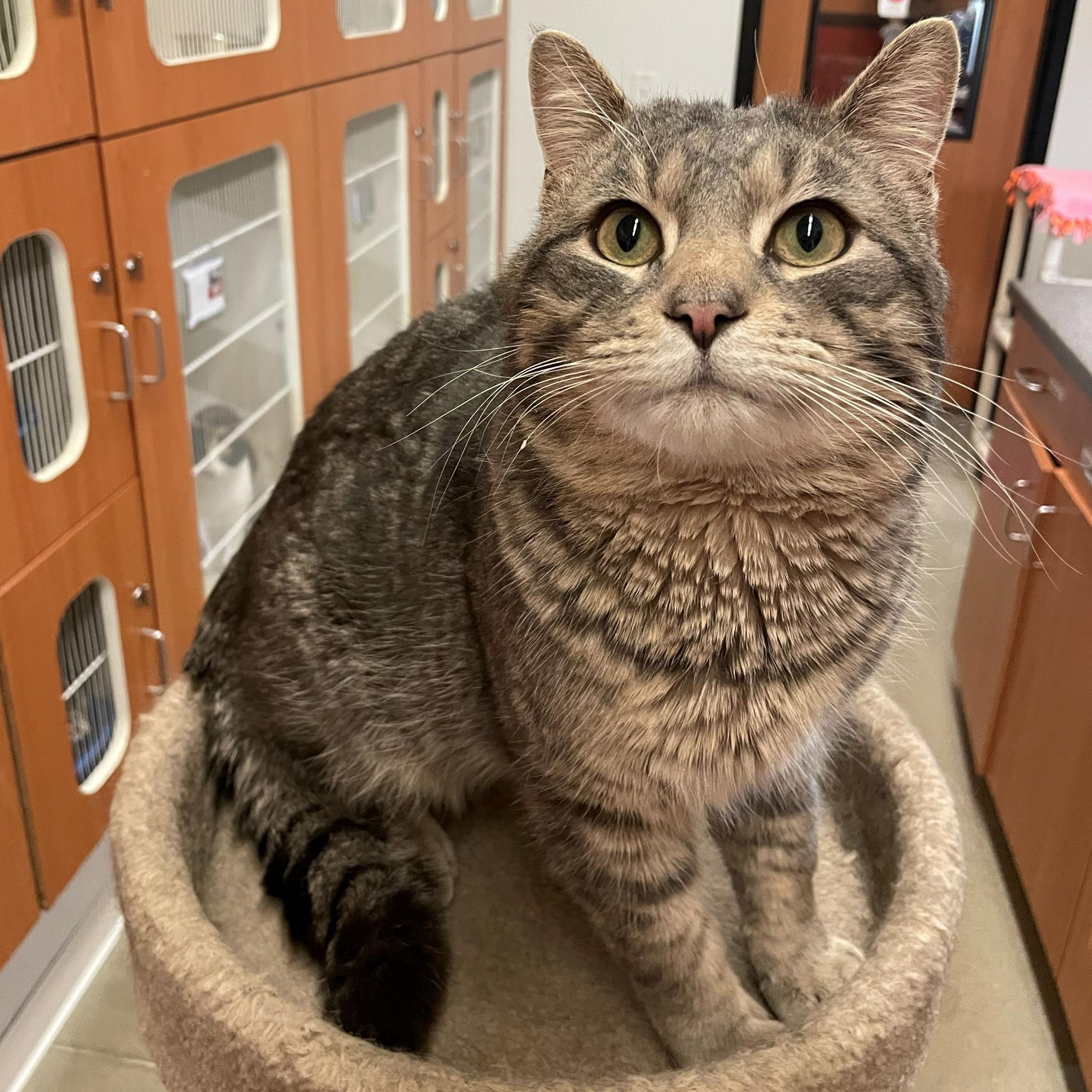 Enlarge Billy, an adopted Domestic Short Hair in Rochester, MN image 1/2