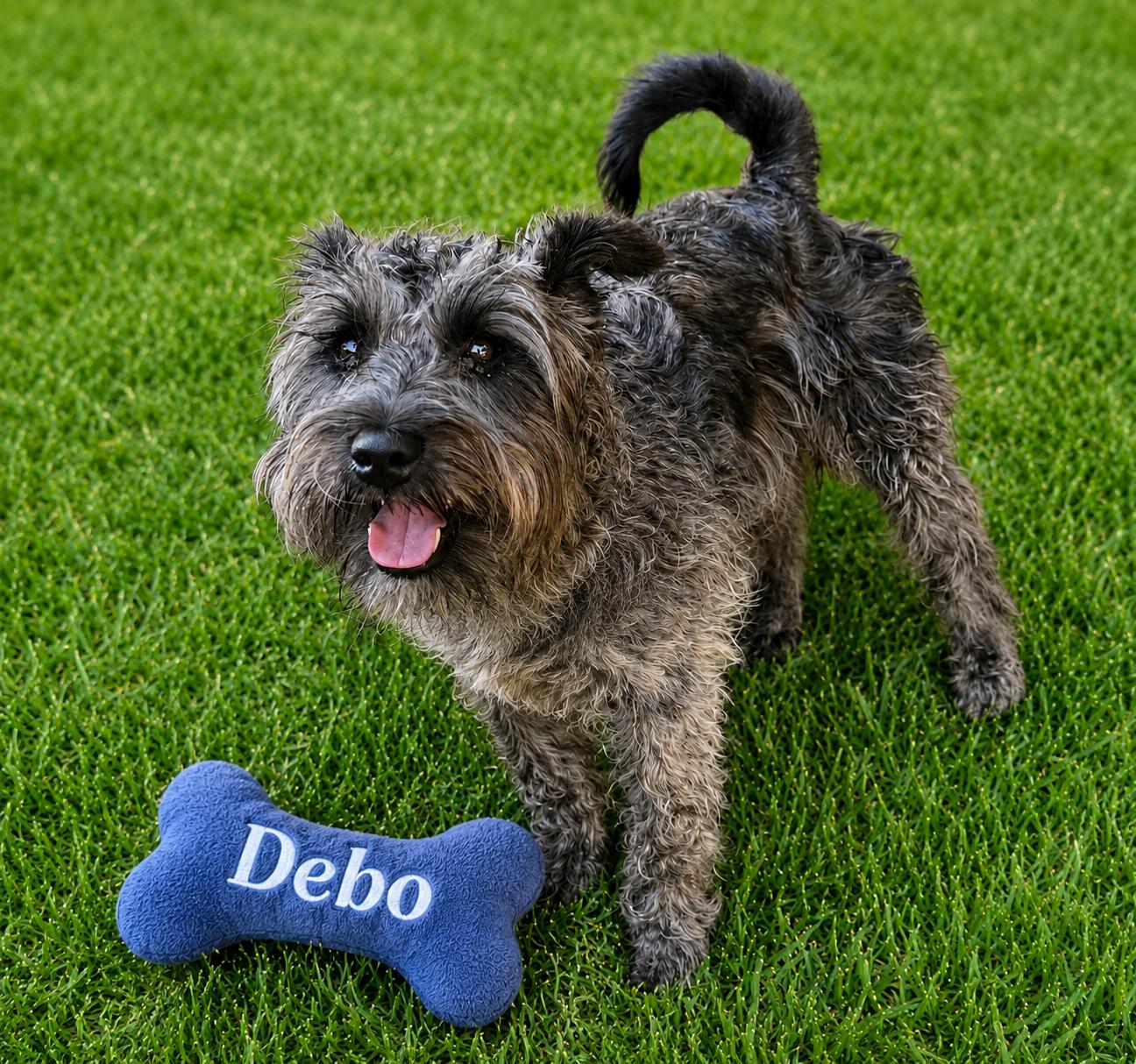 Enlarge DEBO, an adopted Schnauzer in Dallas, TX image 1/1