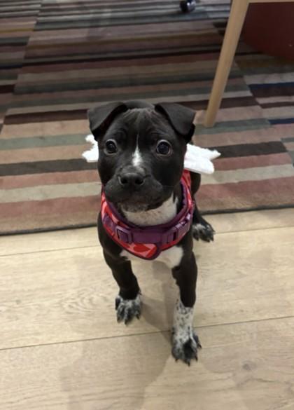 Enlarge Pisces, an adopted Pit Bull Terrier in Lafayette, IN image 1/1