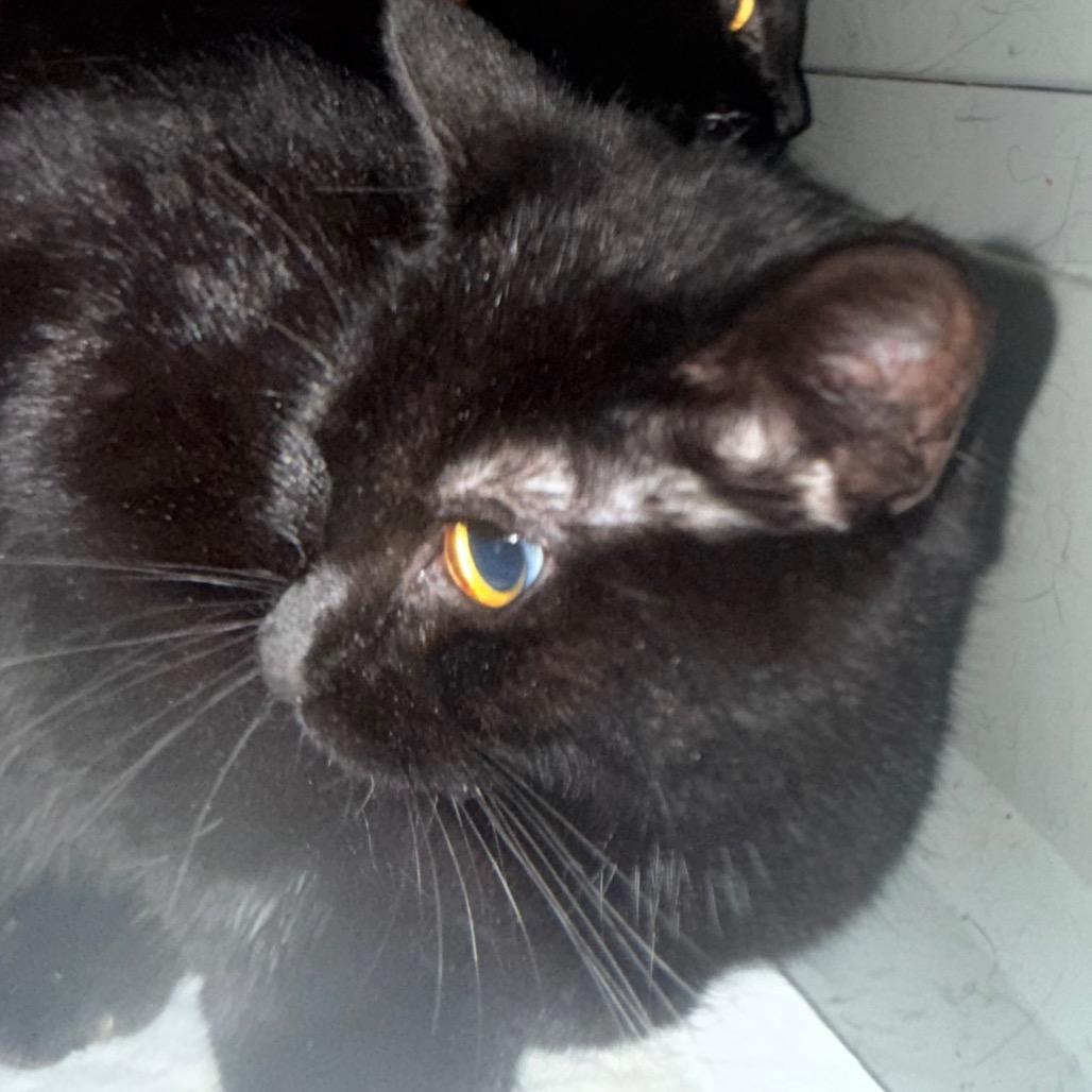 Licorice, Adoptable, Young Female Domestic Short Hair.