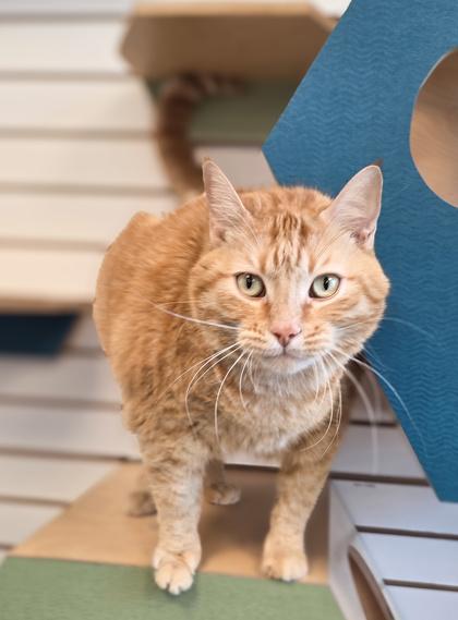 Daisey, Adoptable, Adult Female Domestic Short Hair & Domestic Short Hair.
