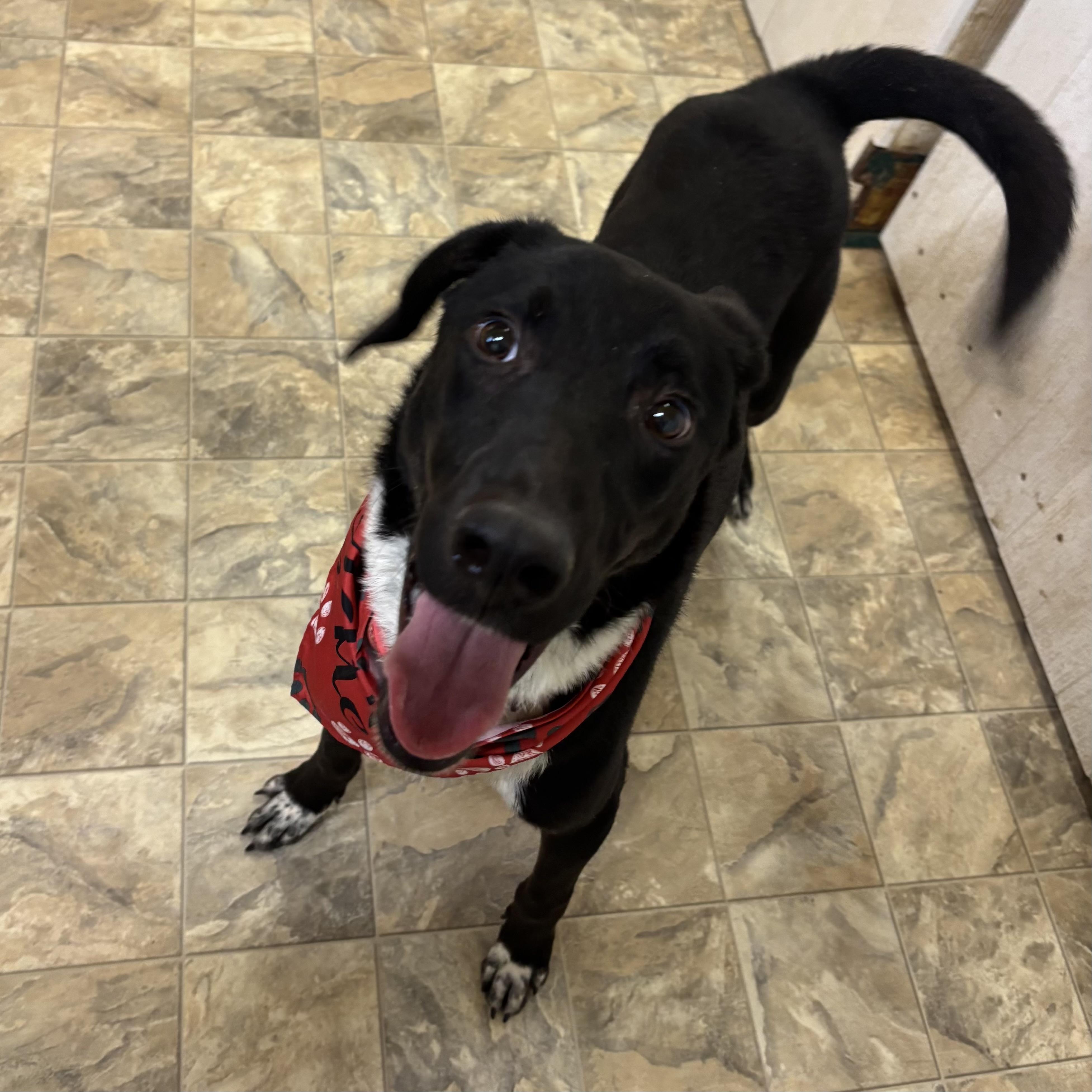 Travis , ADOPTABLE, Adult Male Labrador Retriever.