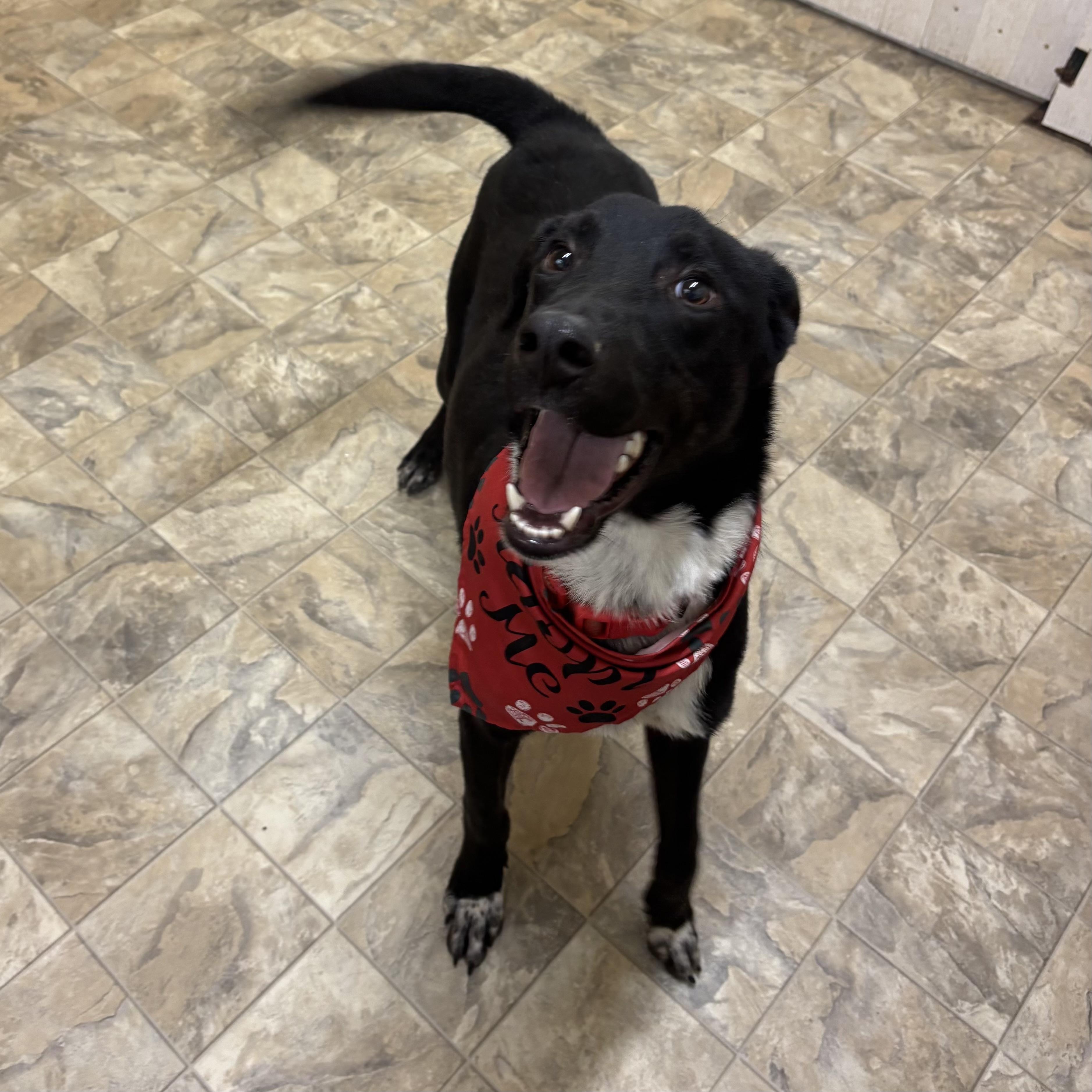 Travis , a ADOPTABLE mixed breed in Pilot Point, TX image 3/3