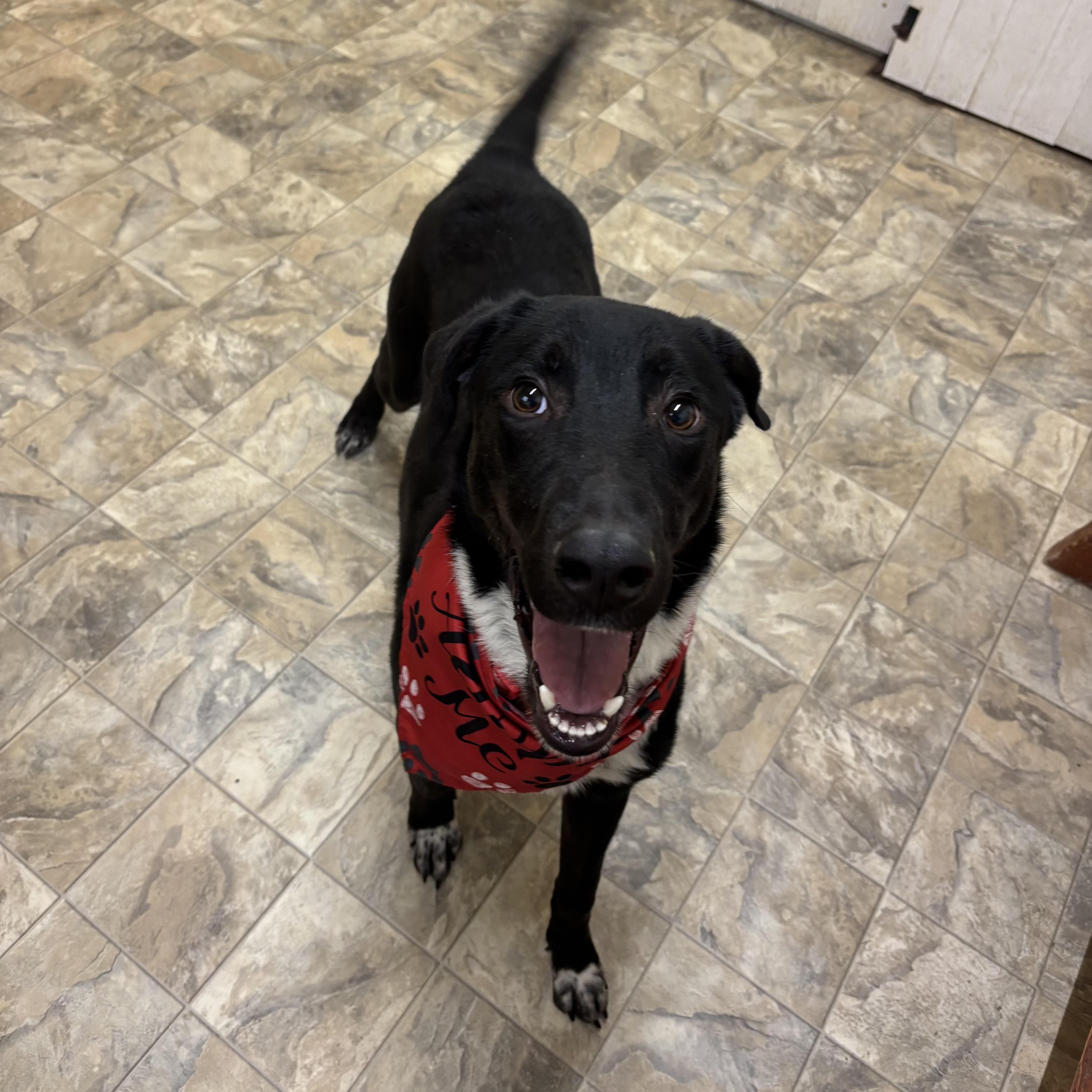 Travis , a ADOPTABLE mixed breed in Pilot Point, TX image 2/3