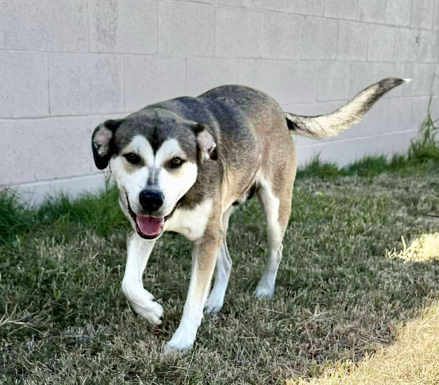 Enlarge Dan, a Adoptable mixed breed in Portage, WI image 5/6