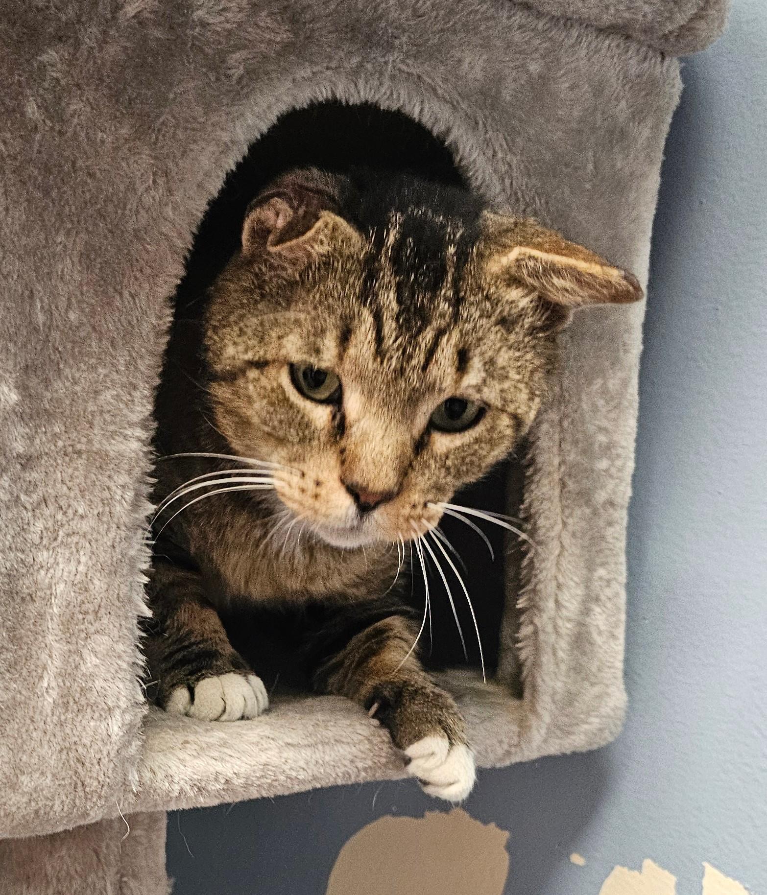 Randall Russell, an adopted Domestic Short Hair in Norwalk, CT image 4/4
