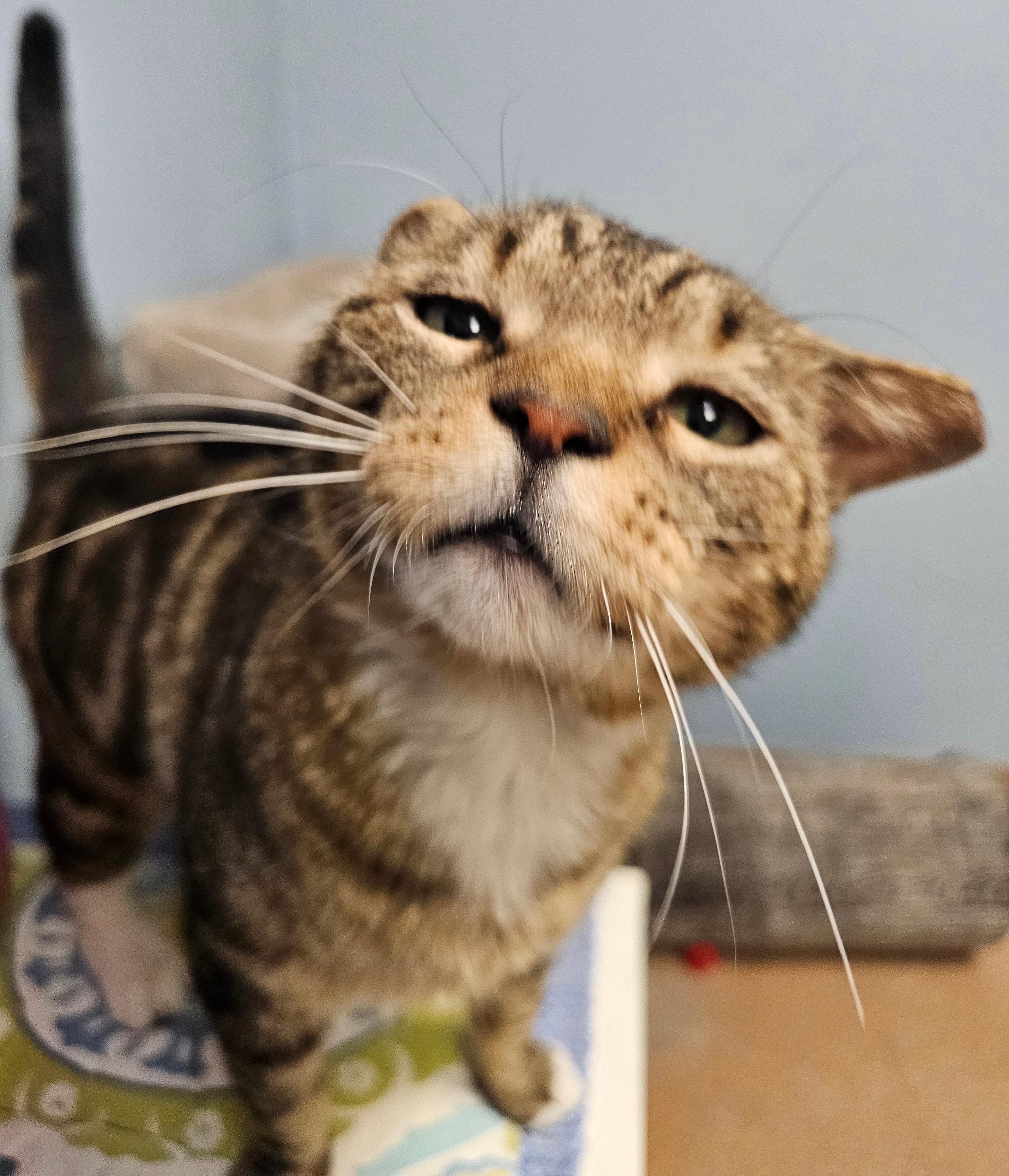 Randall Russell, adopted, Young Male Domestic Short Hair.